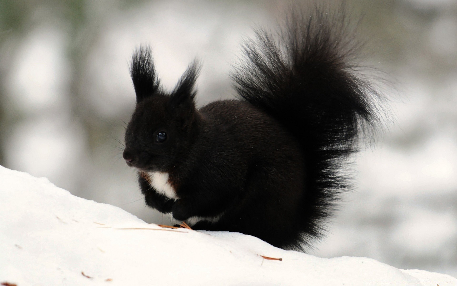 animali mammifero natura inverno fauna selvatica neve una pelliccia carino all aperto ritratto giù albero animale roditore piccolo capelli gatto legno scoiattolo