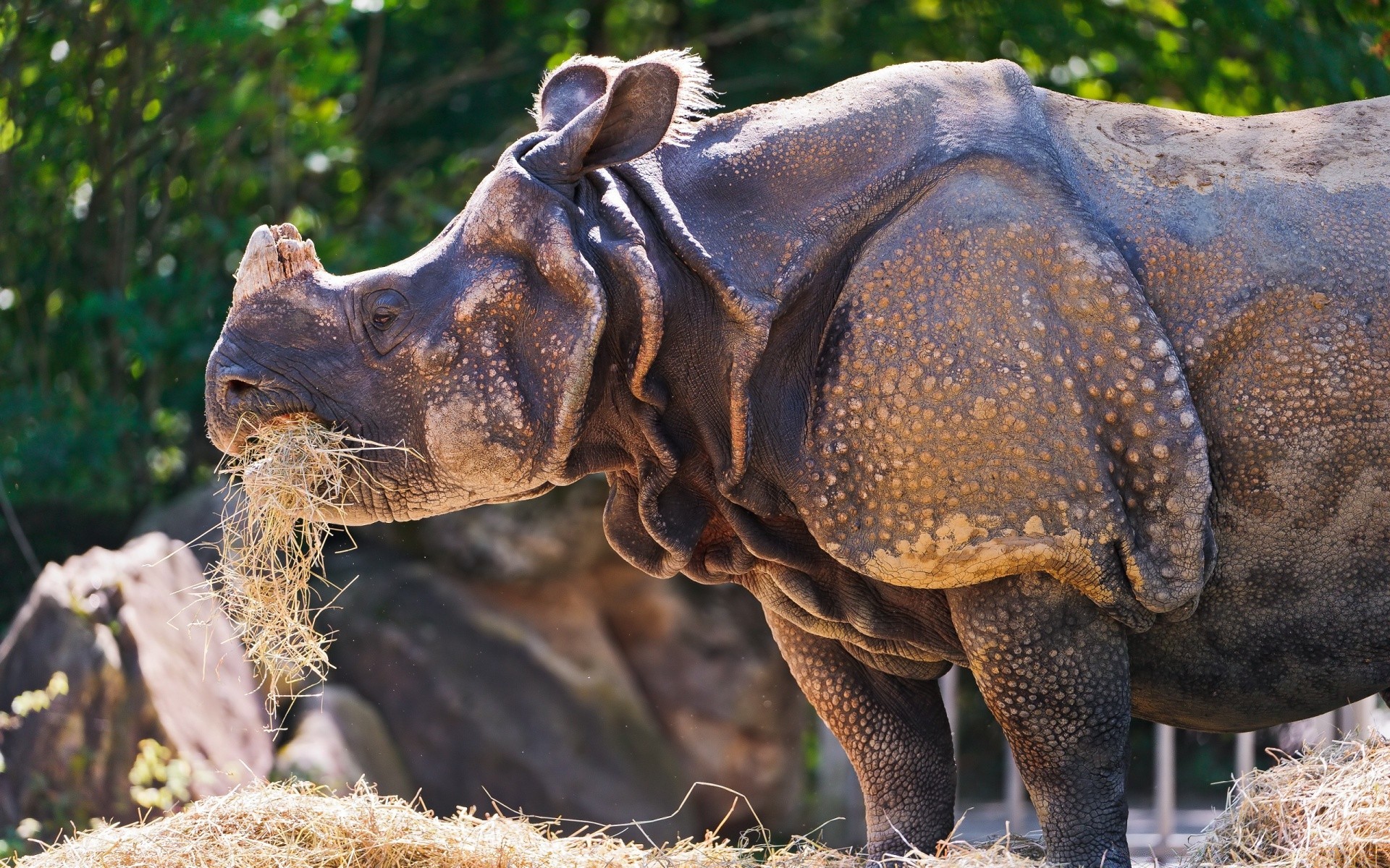 animais vida selvagem natureza animal mamífero selvagem ao ar livre parque