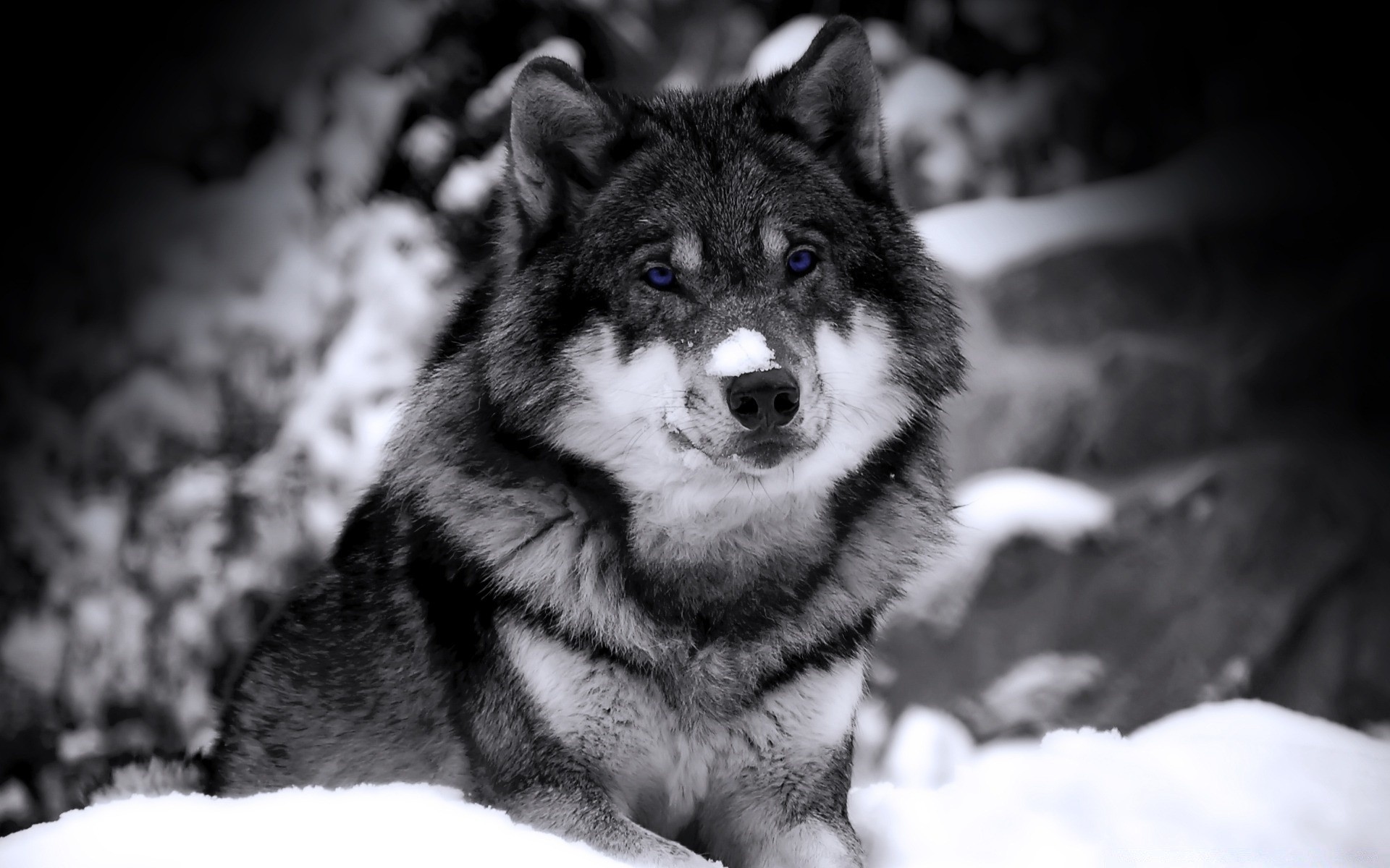 animali mammifero ritratto canino inverno cane lupo neve uno occhio