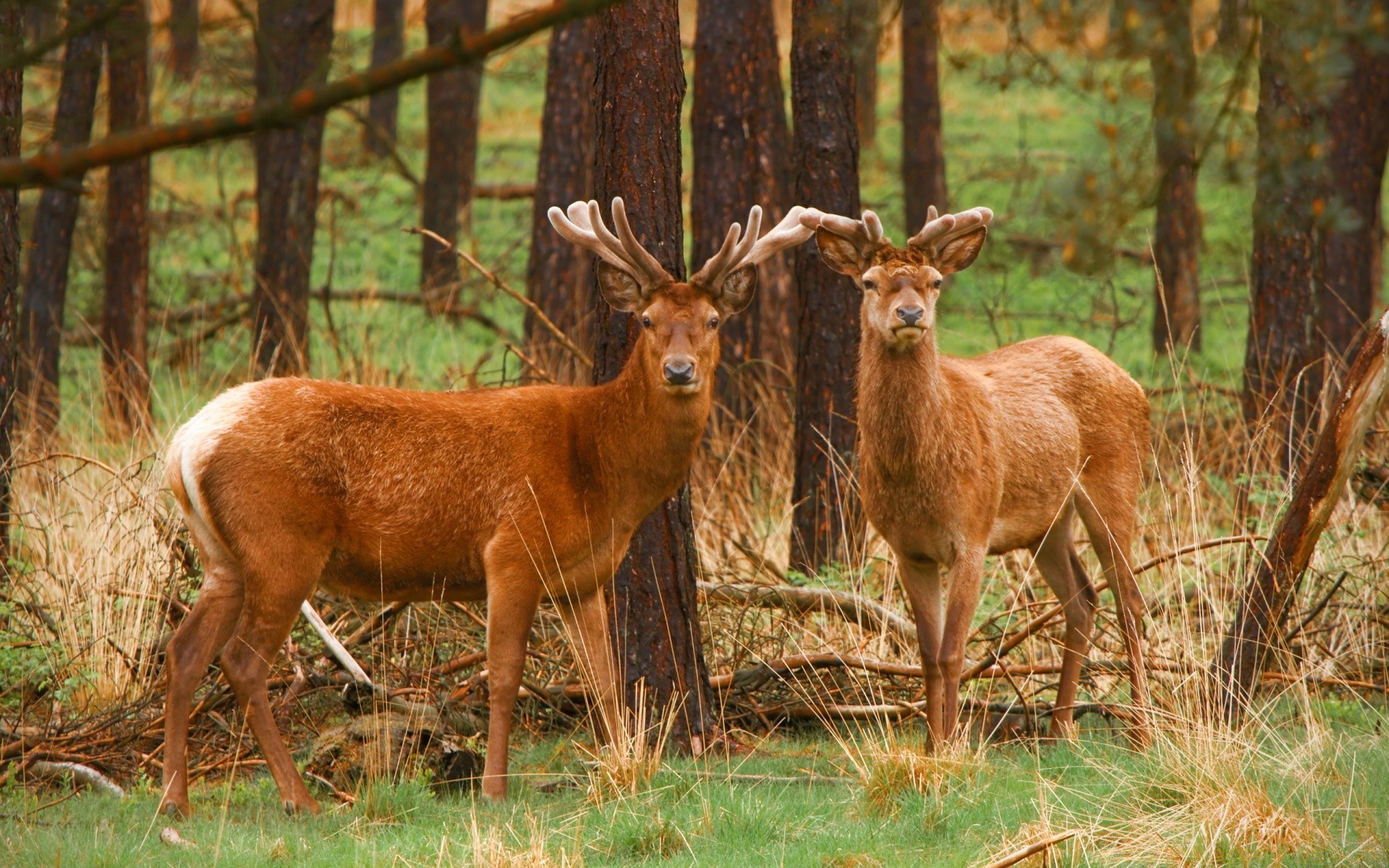 zwierzęta jeleń ssak drewno natura przyroda pantofel trawa dziki zwierzę na zewnątrz zbiornik