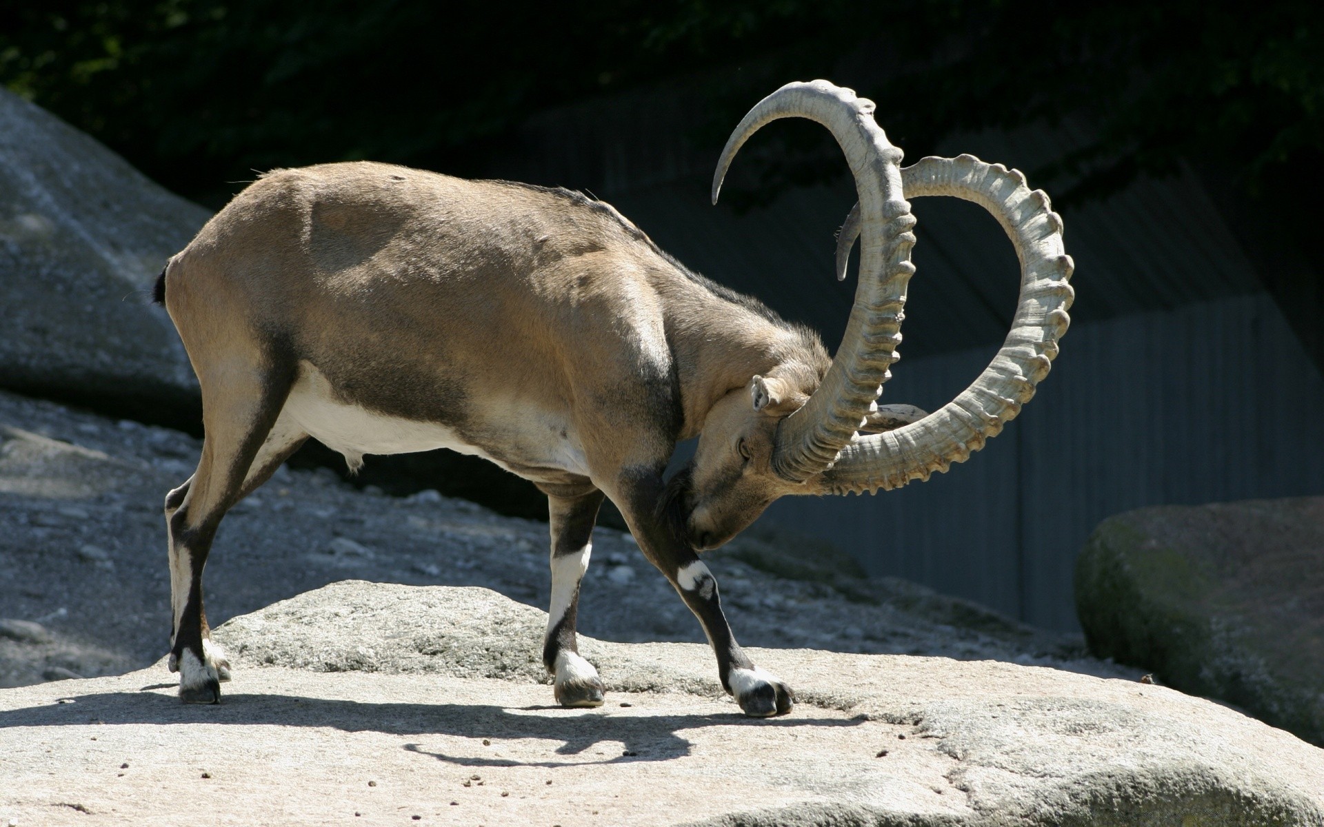 animali natura fauna selvatica animale mammifero all aperto selvaggio