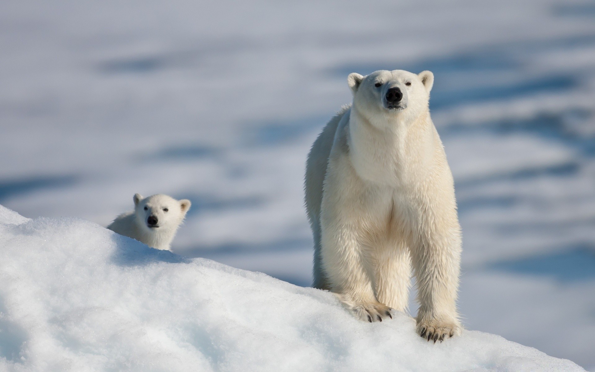 animaux givré neige hiver polaire glace mammifère la faune froid toundra à l extérieur deux mignon