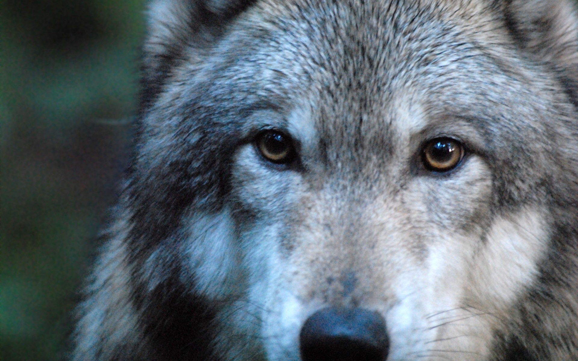 tiere säugetier wolf tierwelt raubtier wild zoo tier porträt hundespezialist fell natur fleischesser gesicht hund kopf holz jäger grau kanis