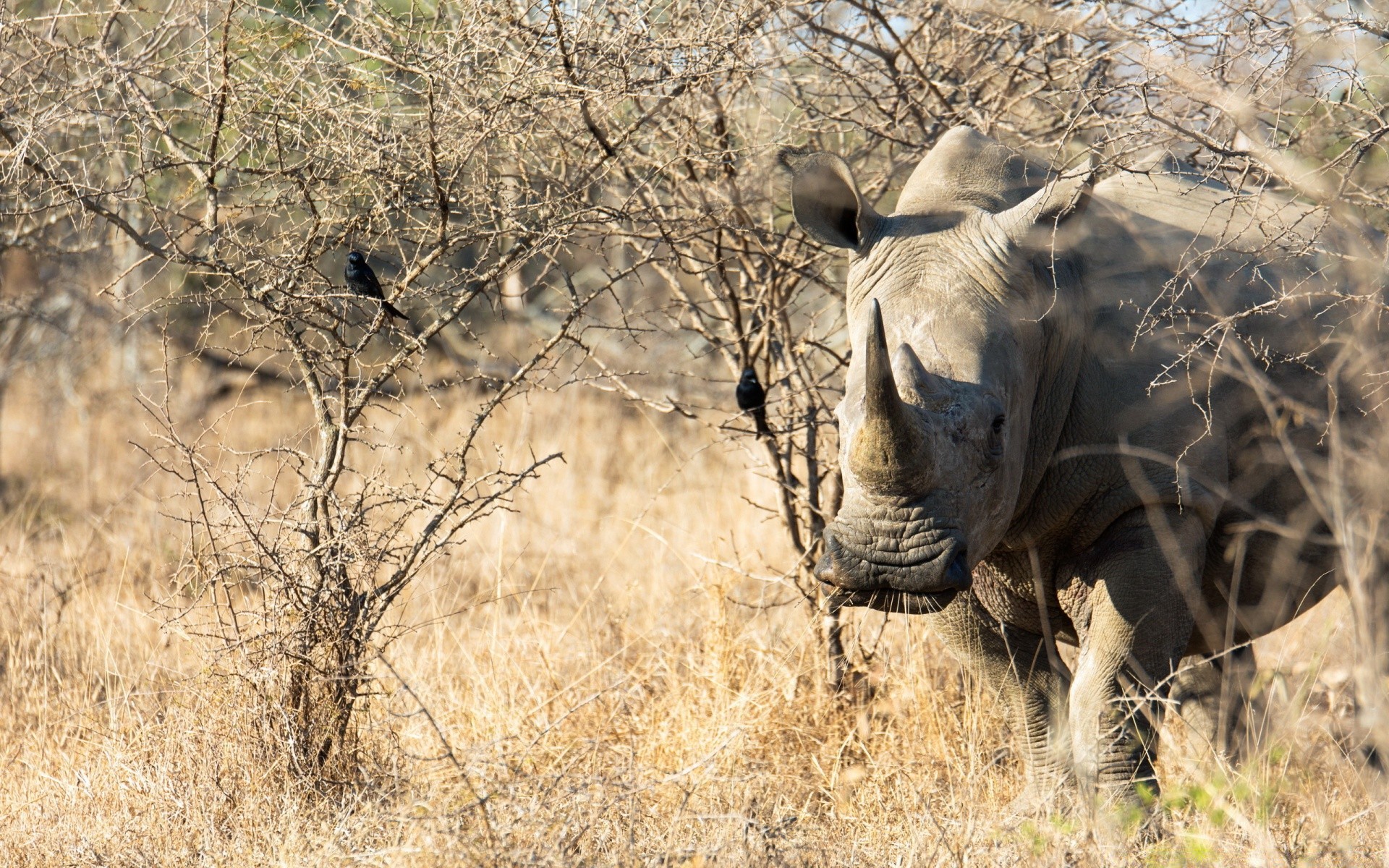 animali fauna selvatica natura parco safari mammifero animale bush nazionale savana selvaggio albero all aperto riserva ambiente erba kruger conservazione asciutto