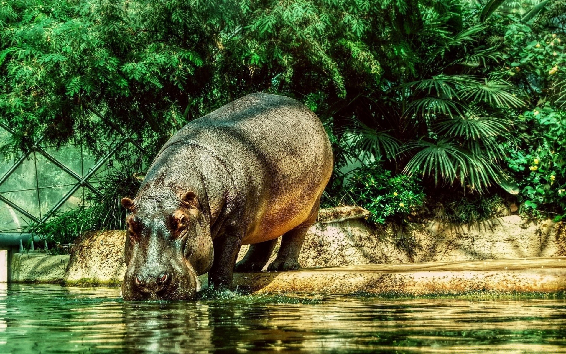 animaux nature eau sauvage tropical faune rivière parc animal jungle bois herbe bois grand