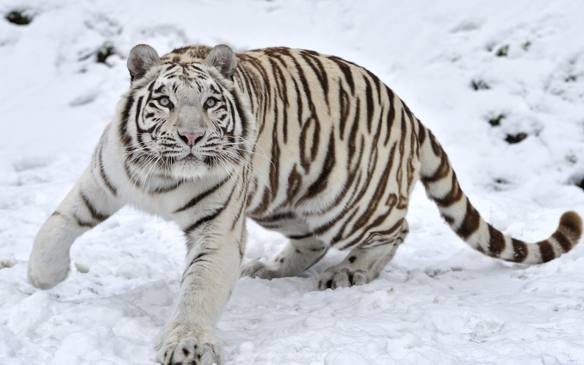 animaux faune animal nature sauvage mammifère zoo chat prédateur tigre bande grand fourrure hiver chasseur