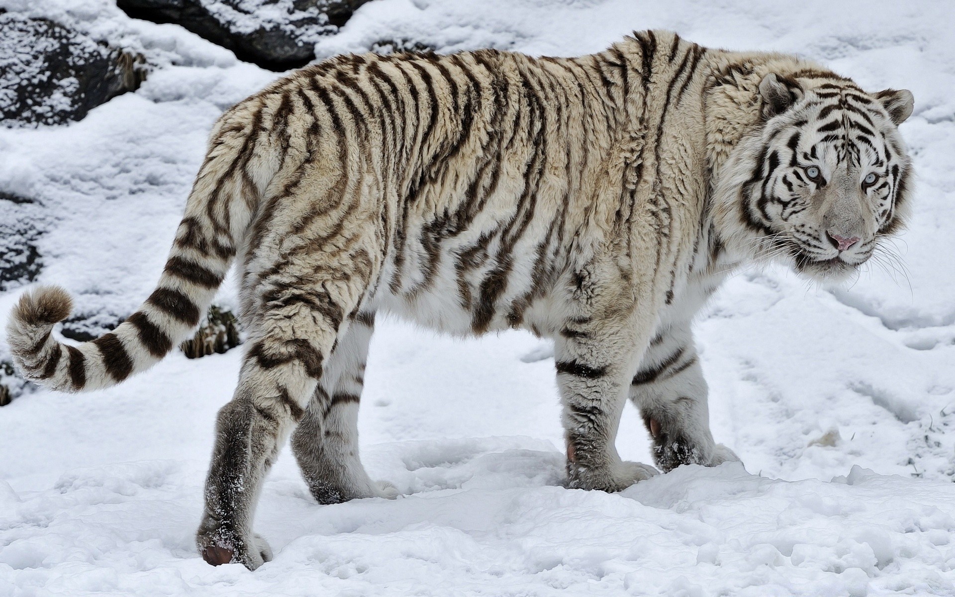 tiere tierwelt säugetier tier katze natur wild schnee winter raubtier tiger fell groß zoo streifen fleischesser jäger gefahr porträt