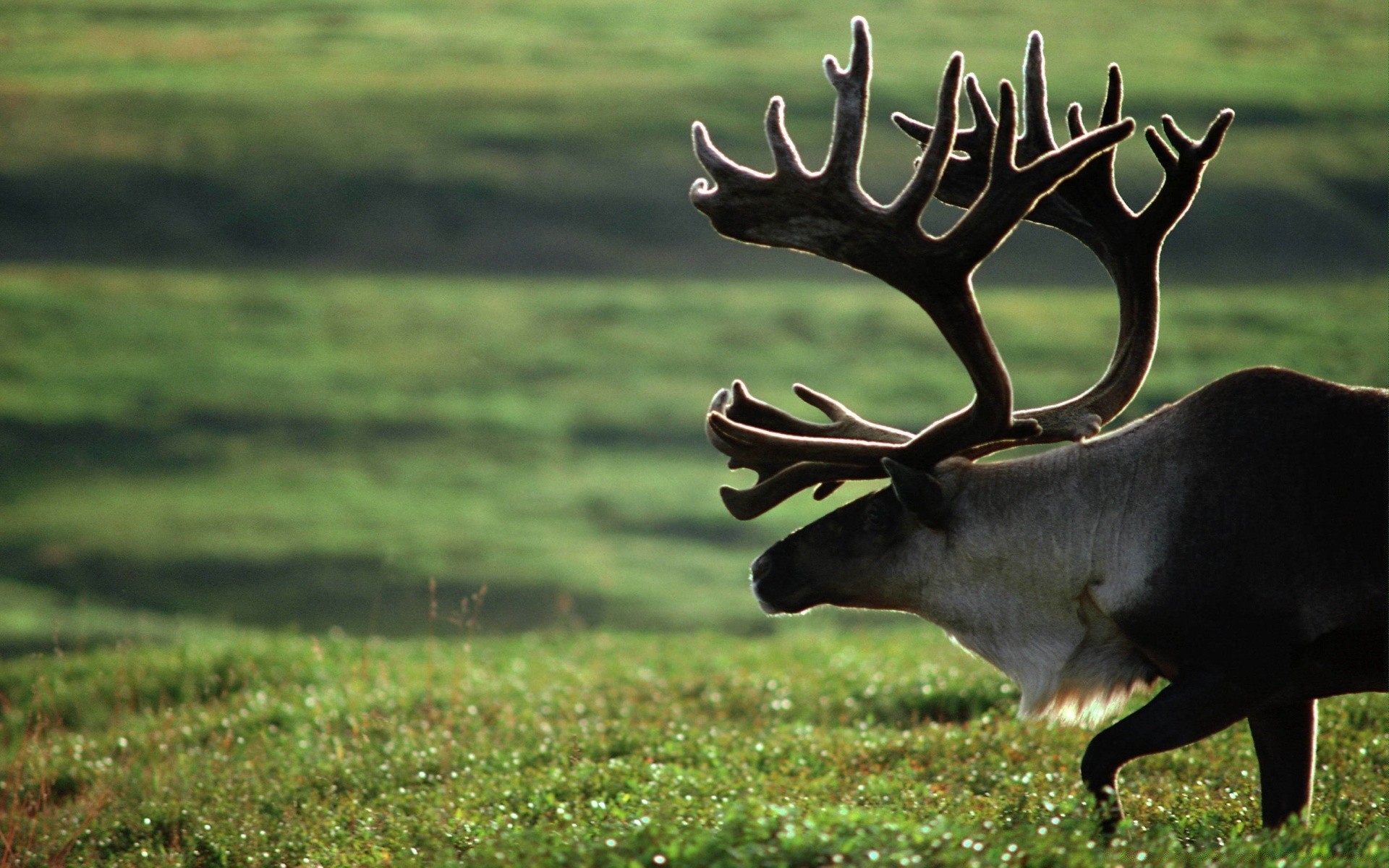 animais cervos grama mamífero vida selvagem pants animal despedida de solteiro campo feno natureza alce ao ar livre