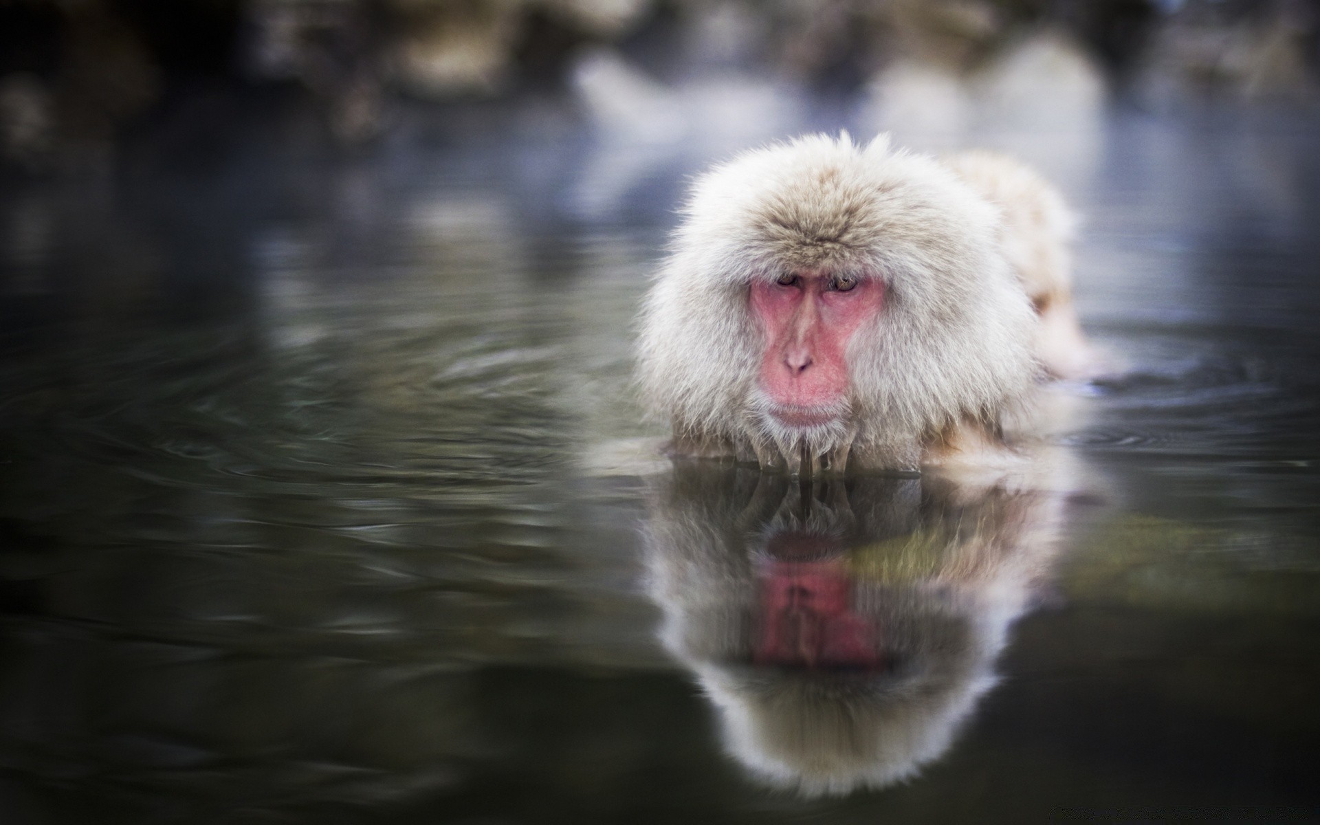 tiere tierwelt säugetier natur wasser porträt zoo tier