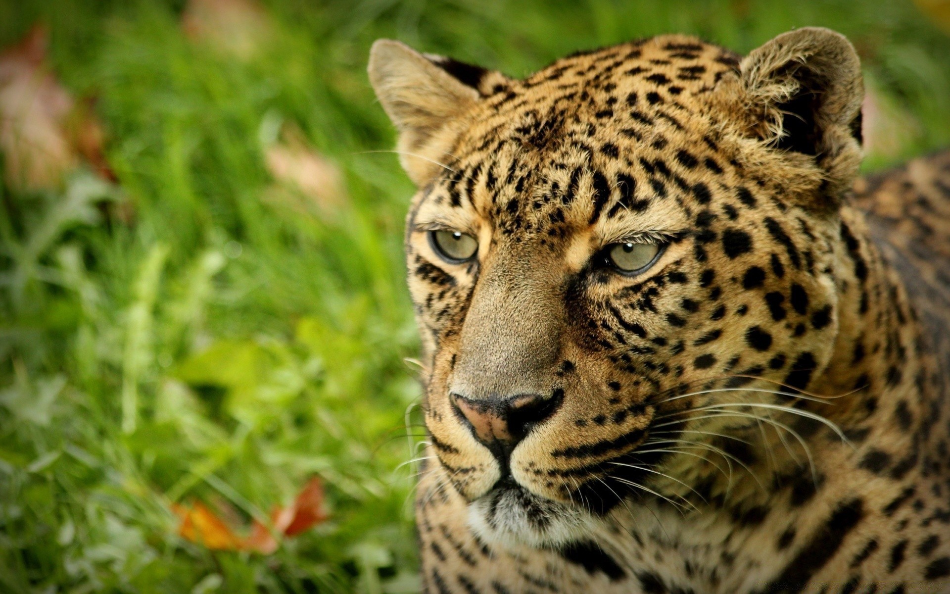 tiere tierwelt katze raubtier leopard säugetier fleischesser tier wild jäger natur zoo pelz safari auge groß dschungel