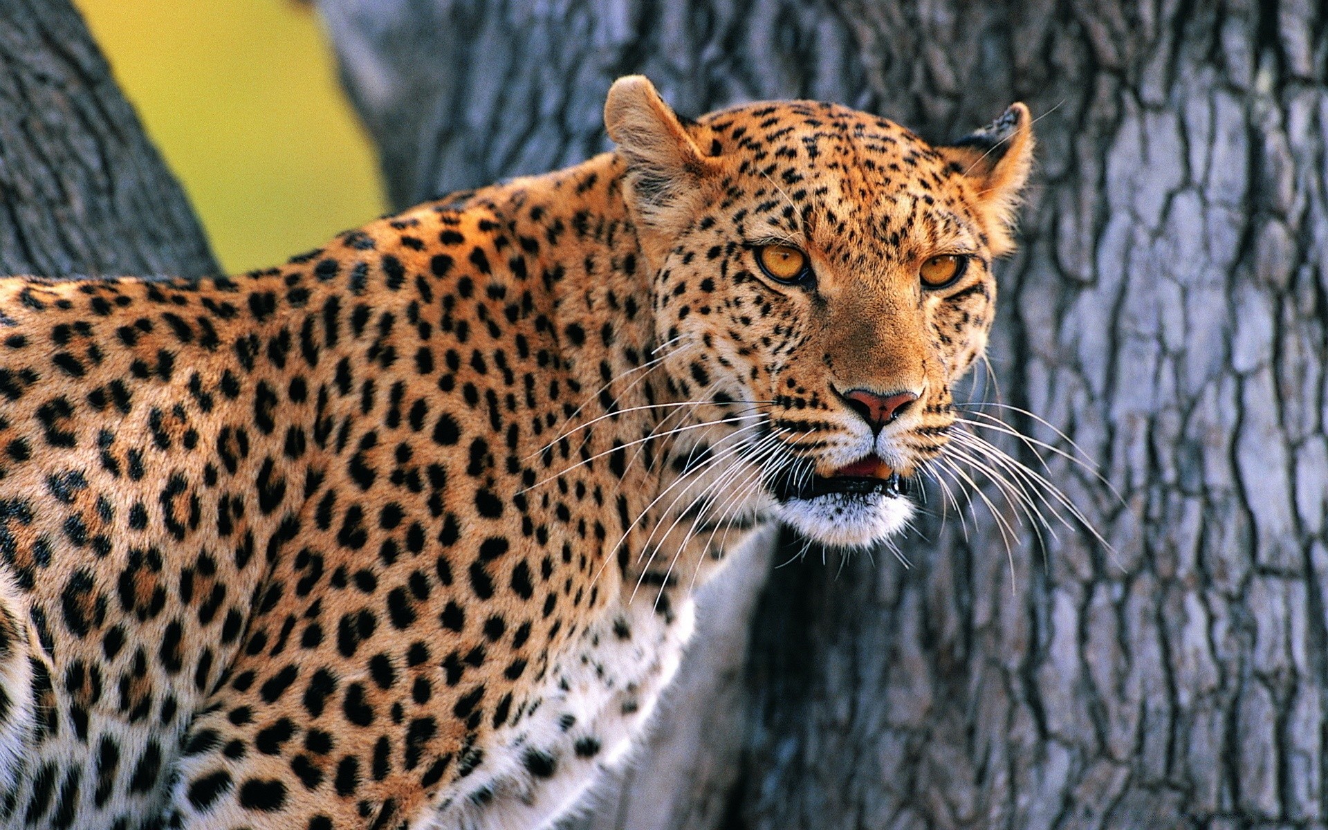 animais gato vida selvagem mamífero leopardo predador caçador comedor de carne natureza safari jardim zoológico animal selvagem perigo pele grande