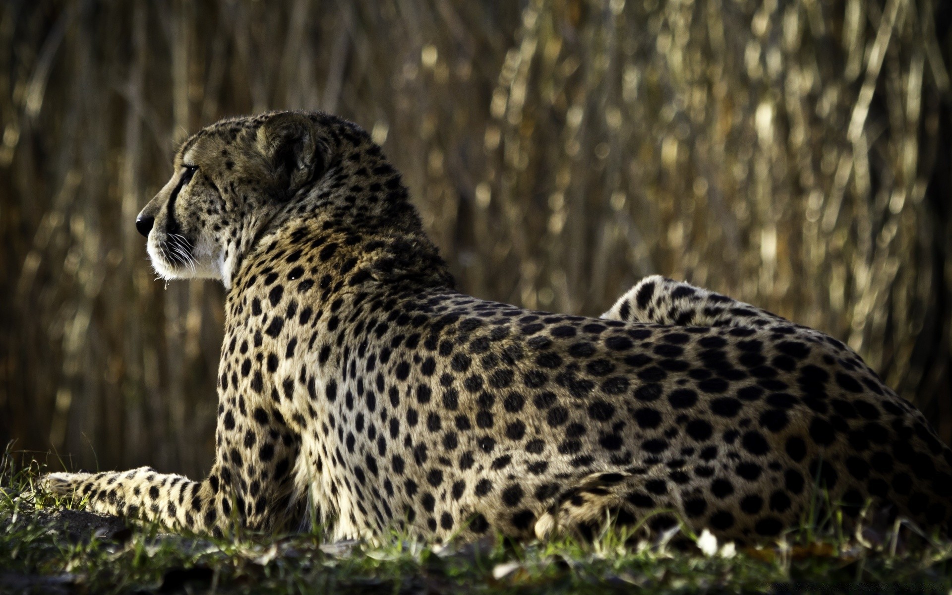 animali gatto fauna selvatica mammifero leopardo predatore selvaggio natura cacciatore mangiatore di carne animale safari ghepardo zoo grande pericolo grande gatto all aperto ritratto