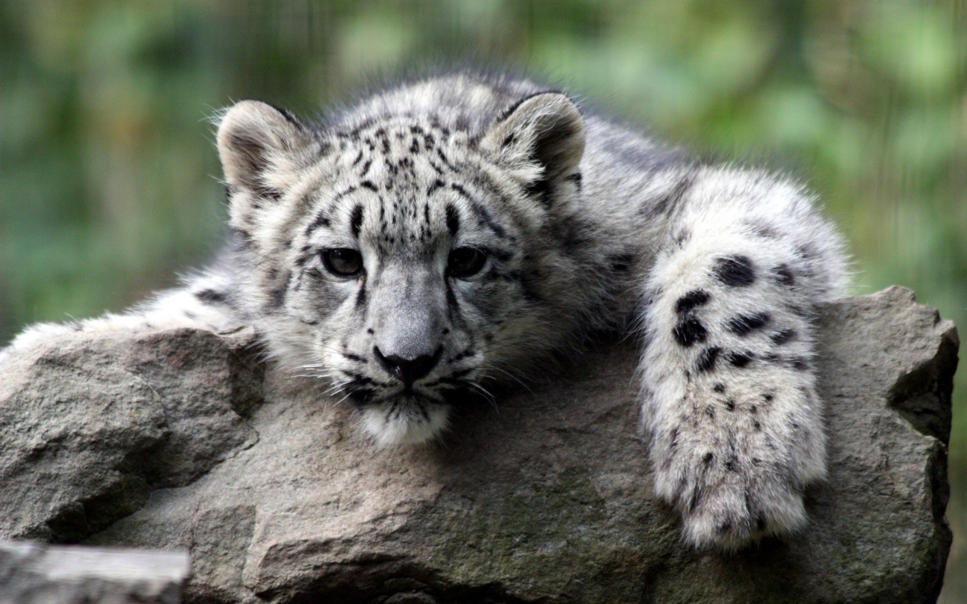 animali fauna selvatica mammifero selvaggio gatto animale natura predatore mangiatore di carne zoo pelliccia grande all aperto cacciatore safari in via di estinzione ritratto