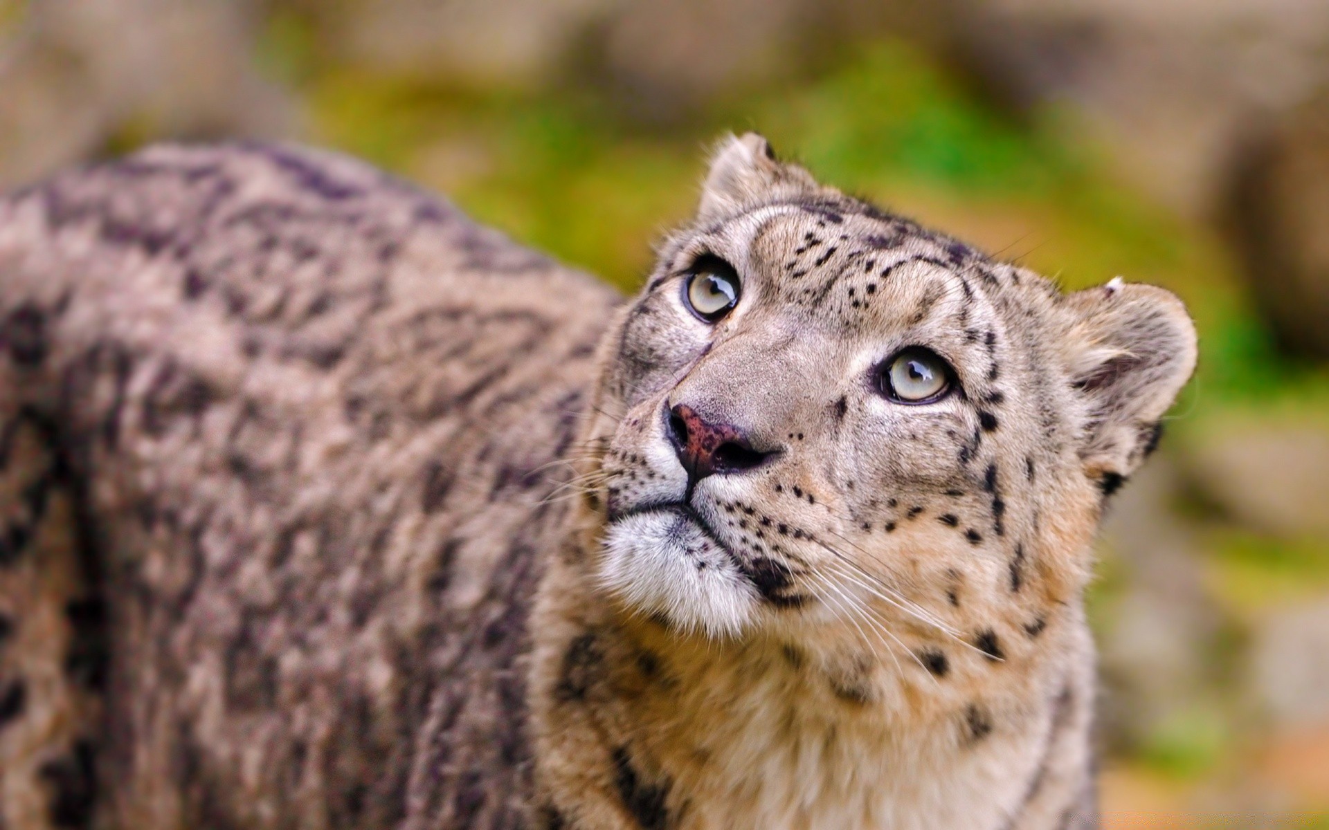 animais vida selvagem animal mamífero selvagem natureza predador gato comedor de carne jardim zoológico caçador pele safari grande retrato olho