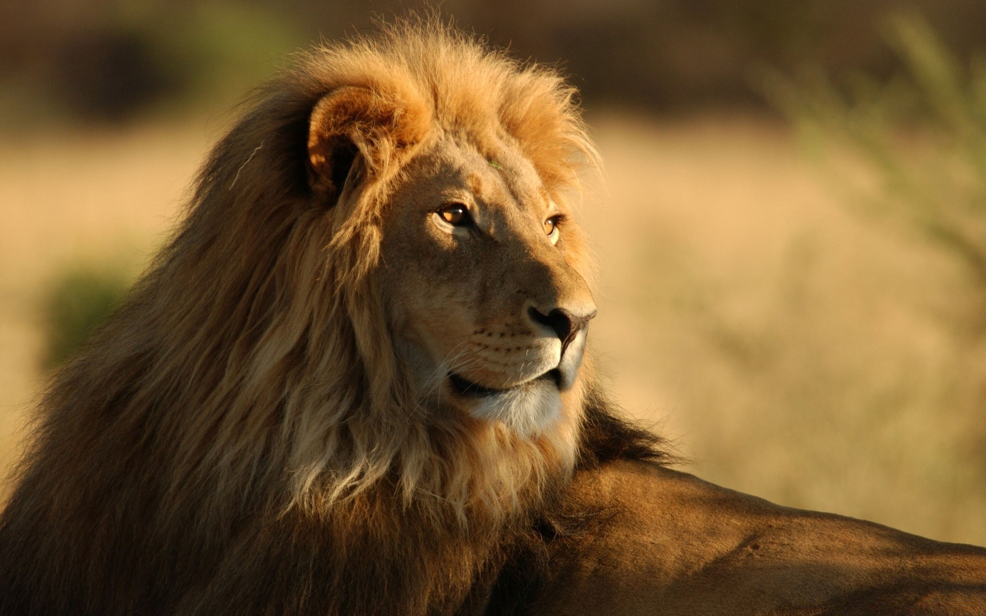 tiere löwe tierwelt katze säugetier porträt tier safari manet wild zoo natur raubtier pelz