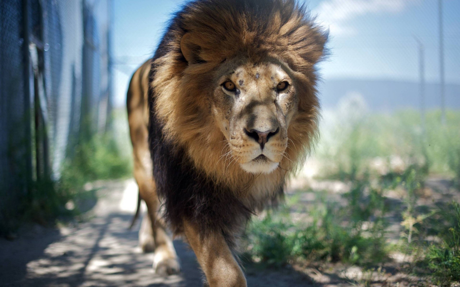 animaux mammifère faune animal chat nature lion sauvage portrait fourrure à l extérieur prédateur