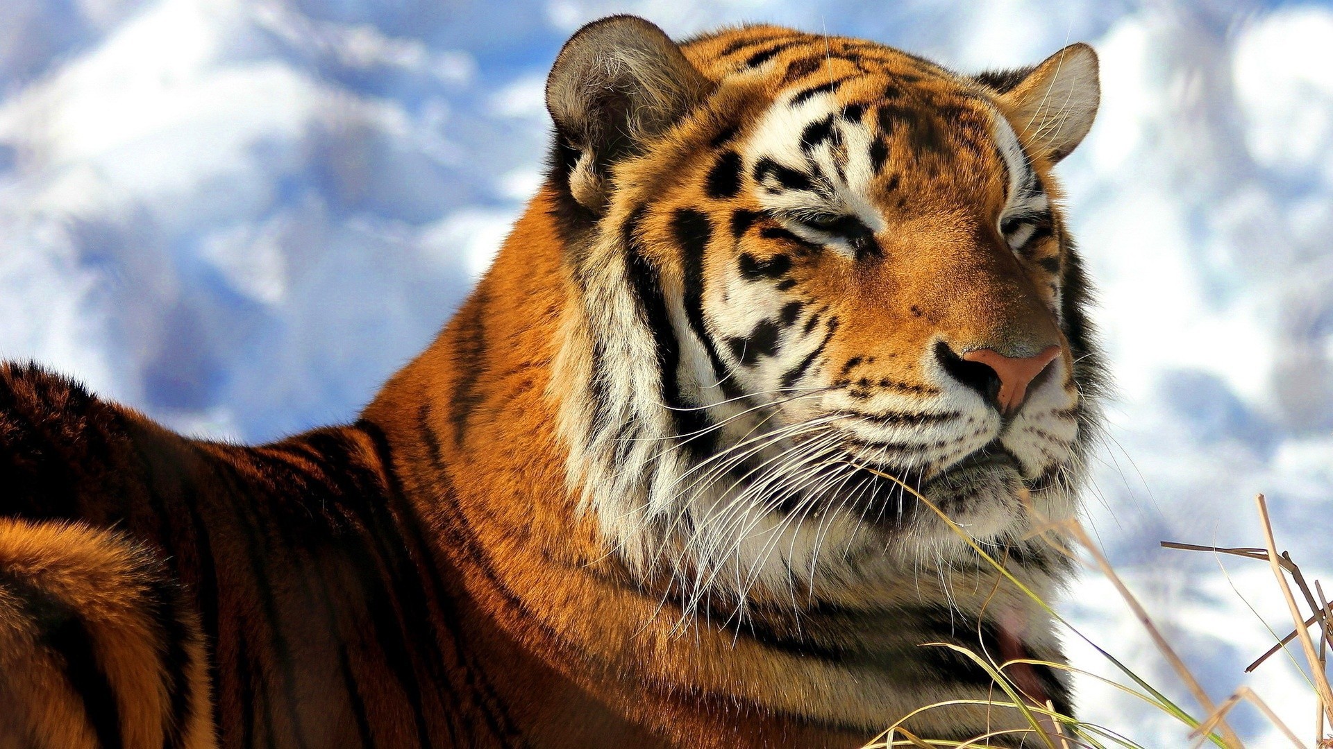 animales gato mamífero tigre vida silvestre animal depredador retrato zoológico cazador peligro piel salvaje grande carnívoro siberiano ojo raya enojado