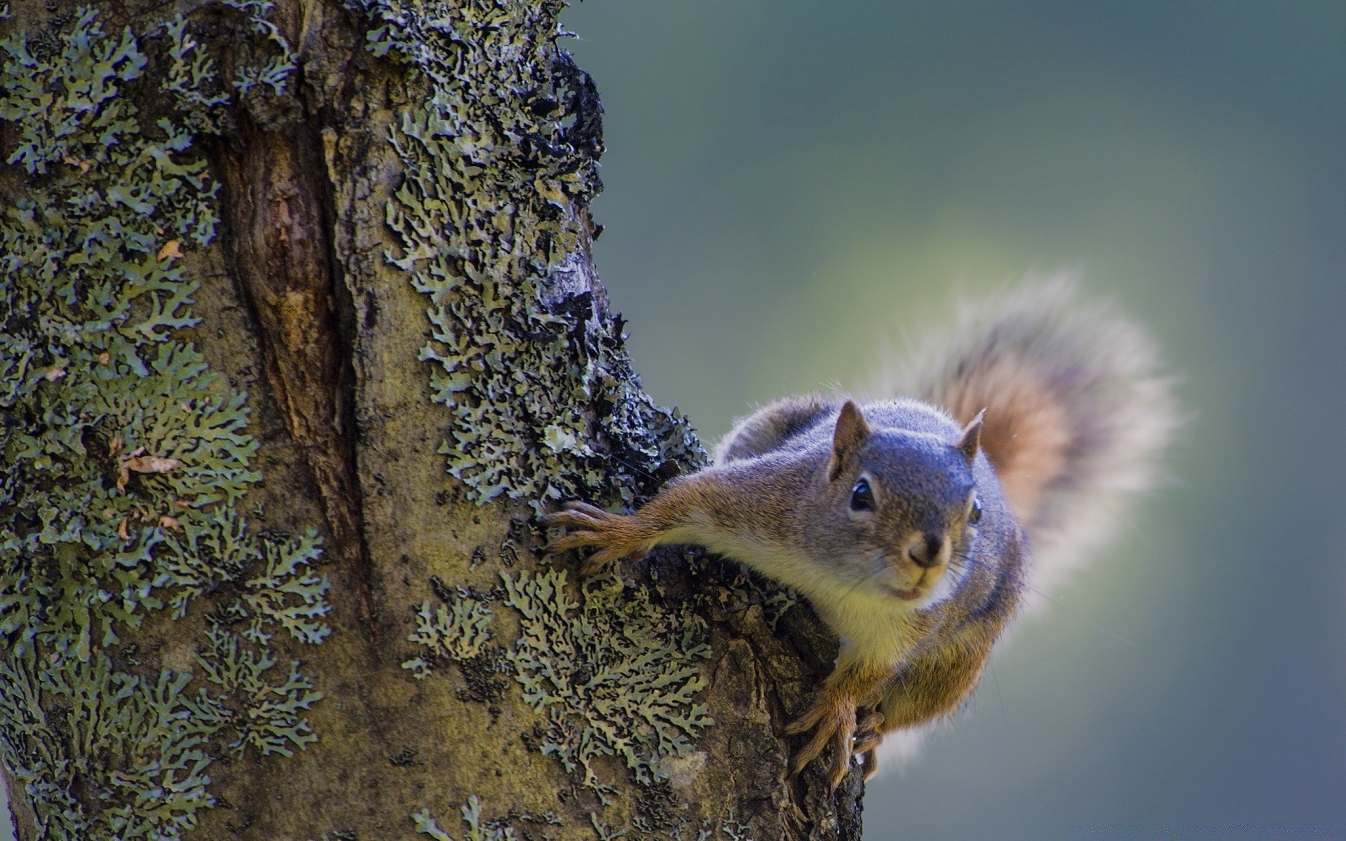 animais natureza vida selvagem árvore ao ar livre esquilo madeira mamífero roedor animal