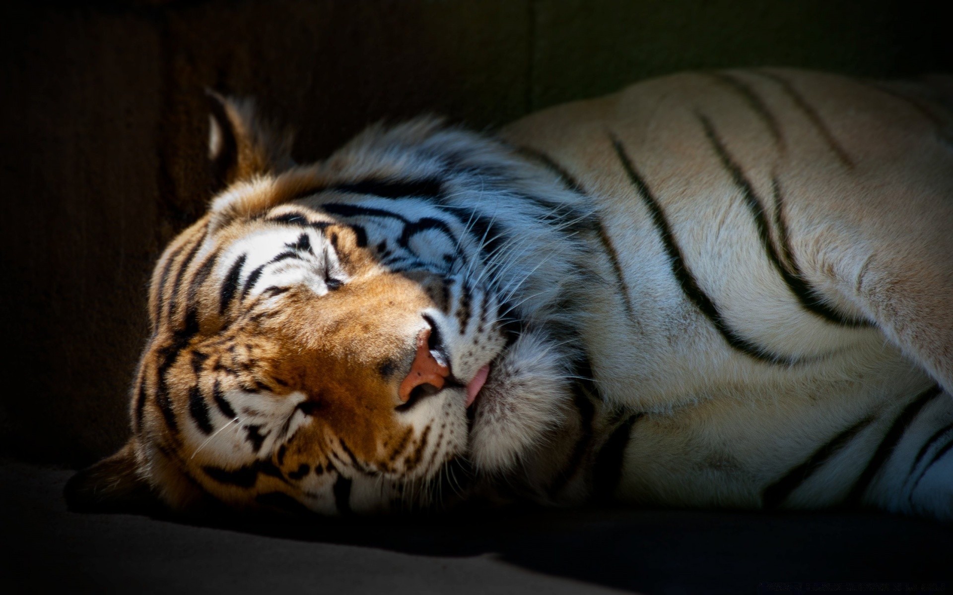 animales gato tigre mamífero vida silvestre zoológico raya depredador retrato animal agresión cazador piel mirando pantera ojo