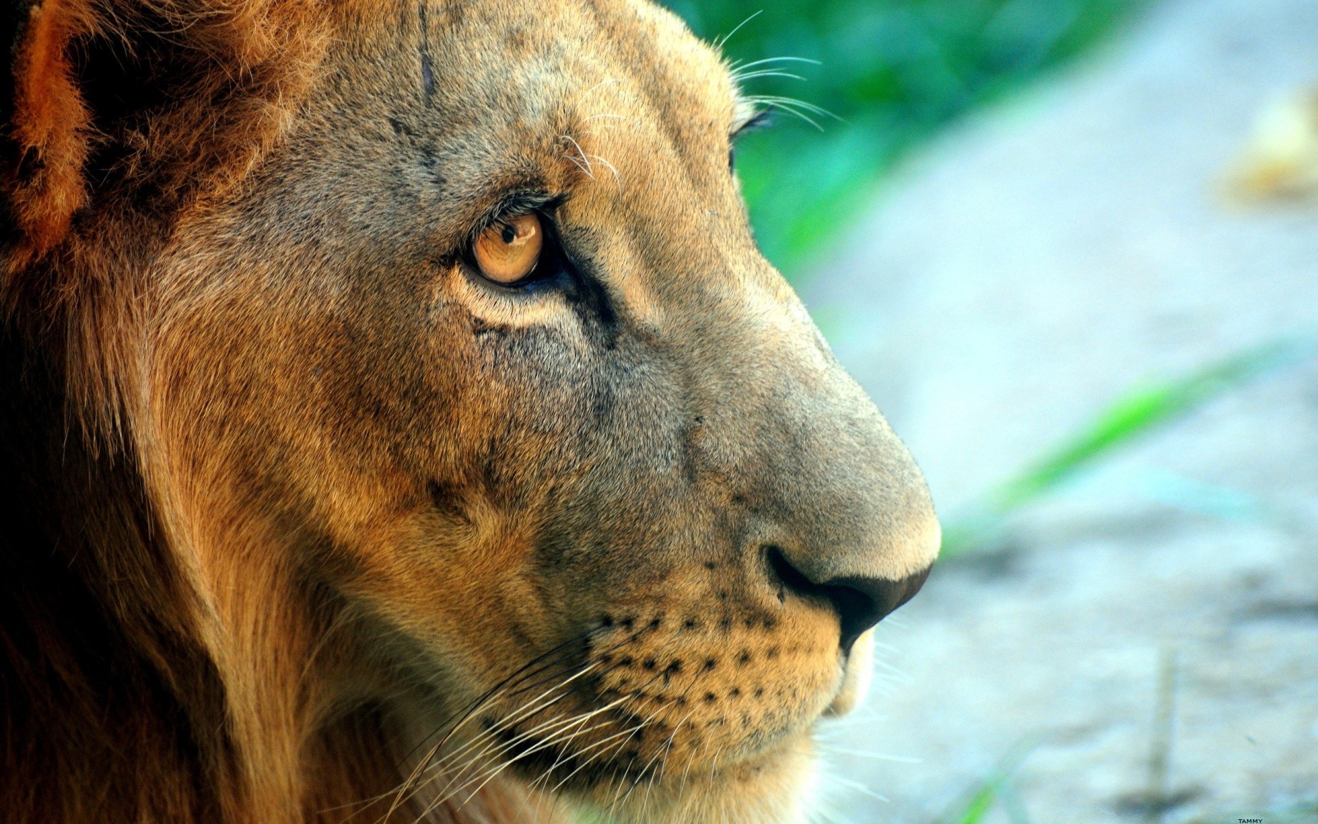 animaux faune mammifère nature chat animal lion zoo fourrure sauvage portrait oeil grand prédateur safari danger chasseur