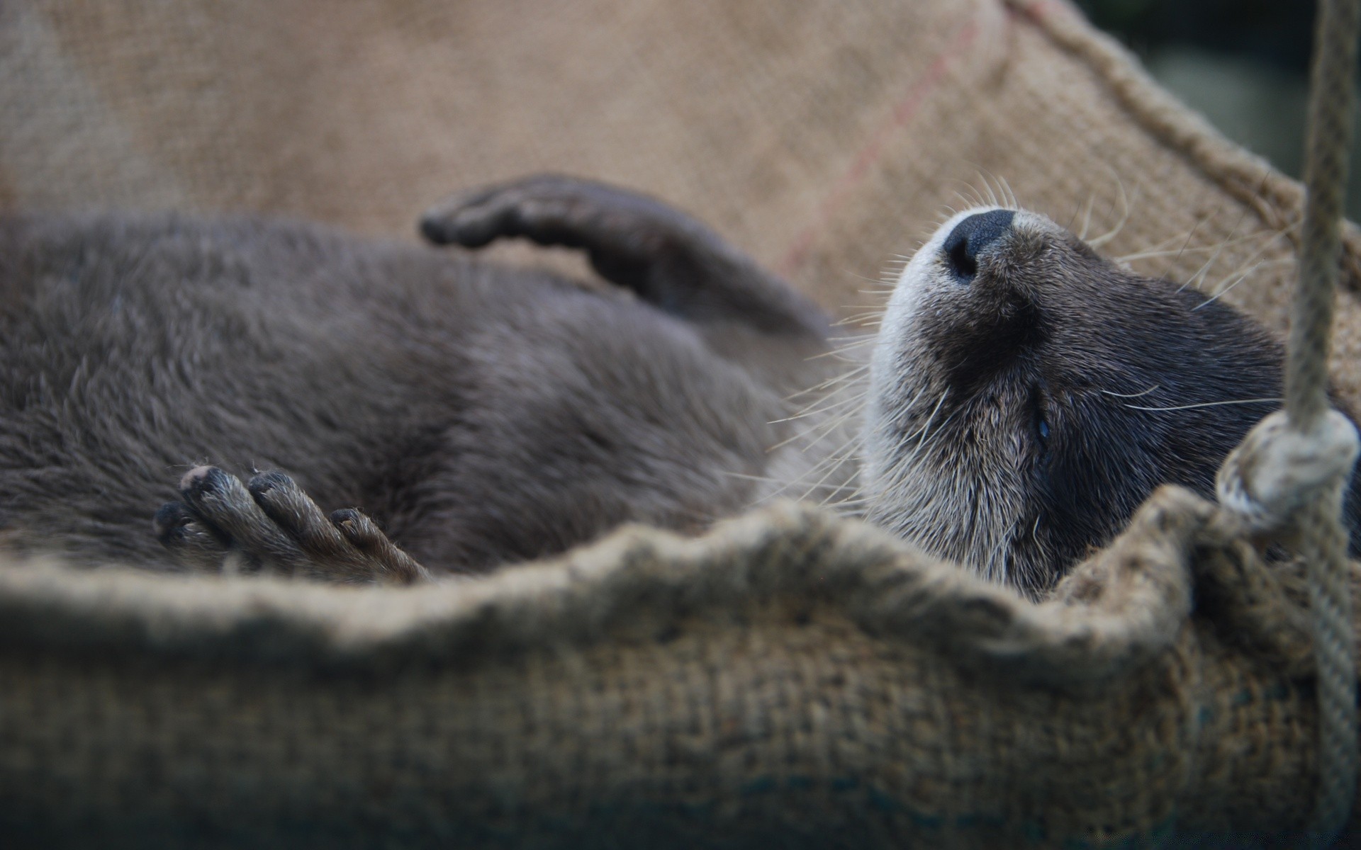 tiere säugetier tier tierwelt hund zoo natur katze