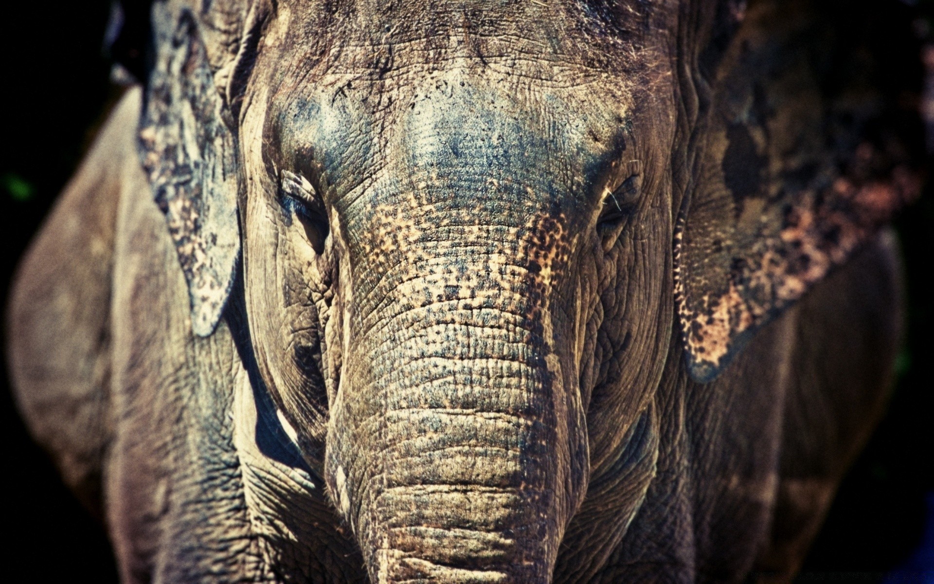 animals nature head elephant animal old skin wildlife portrait one close-up