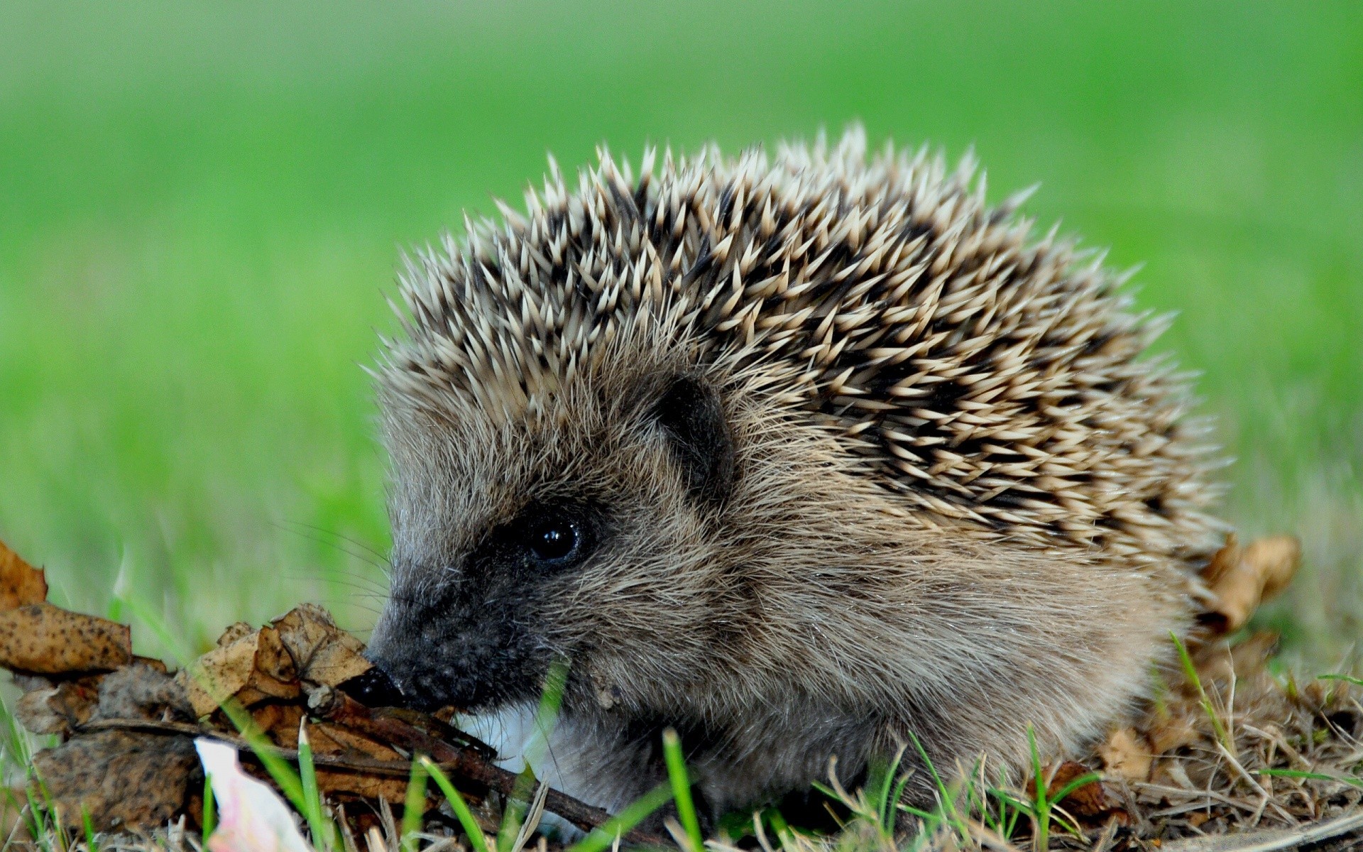 zwierzęta trawa przyroda natura ssak mało zwierzę słodkie na zewnątrz dziki