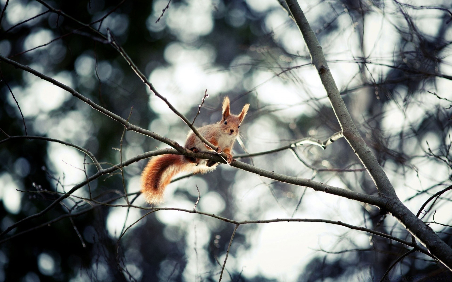 animaux arbre bois nature en plein air hiver automne la faune parc mammifère écureuil sauvage une saison branche