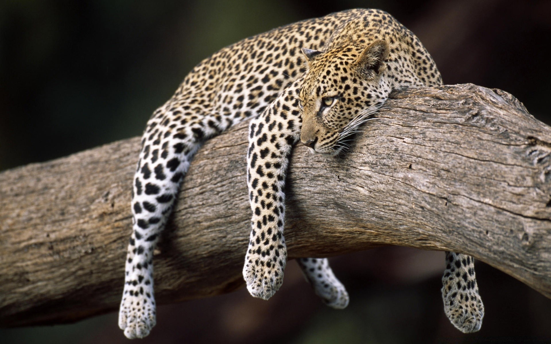 tiere tierwelt natur katze säugetier im freien leopard wild raubtier holz