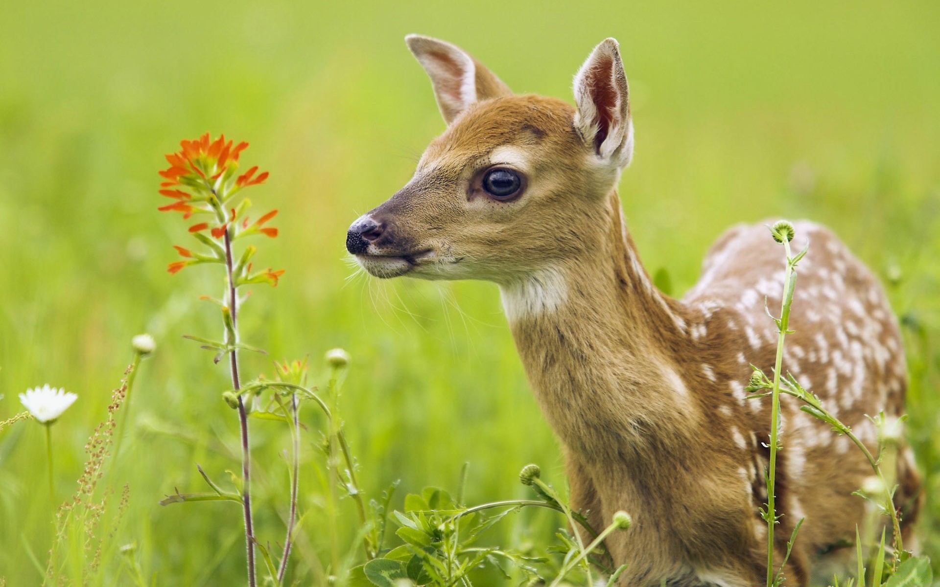 zwierzęta trawa natura przyroda słodkie sianokosy zwierzę mało ssak dziki na zewnątrz jeleń młody pole