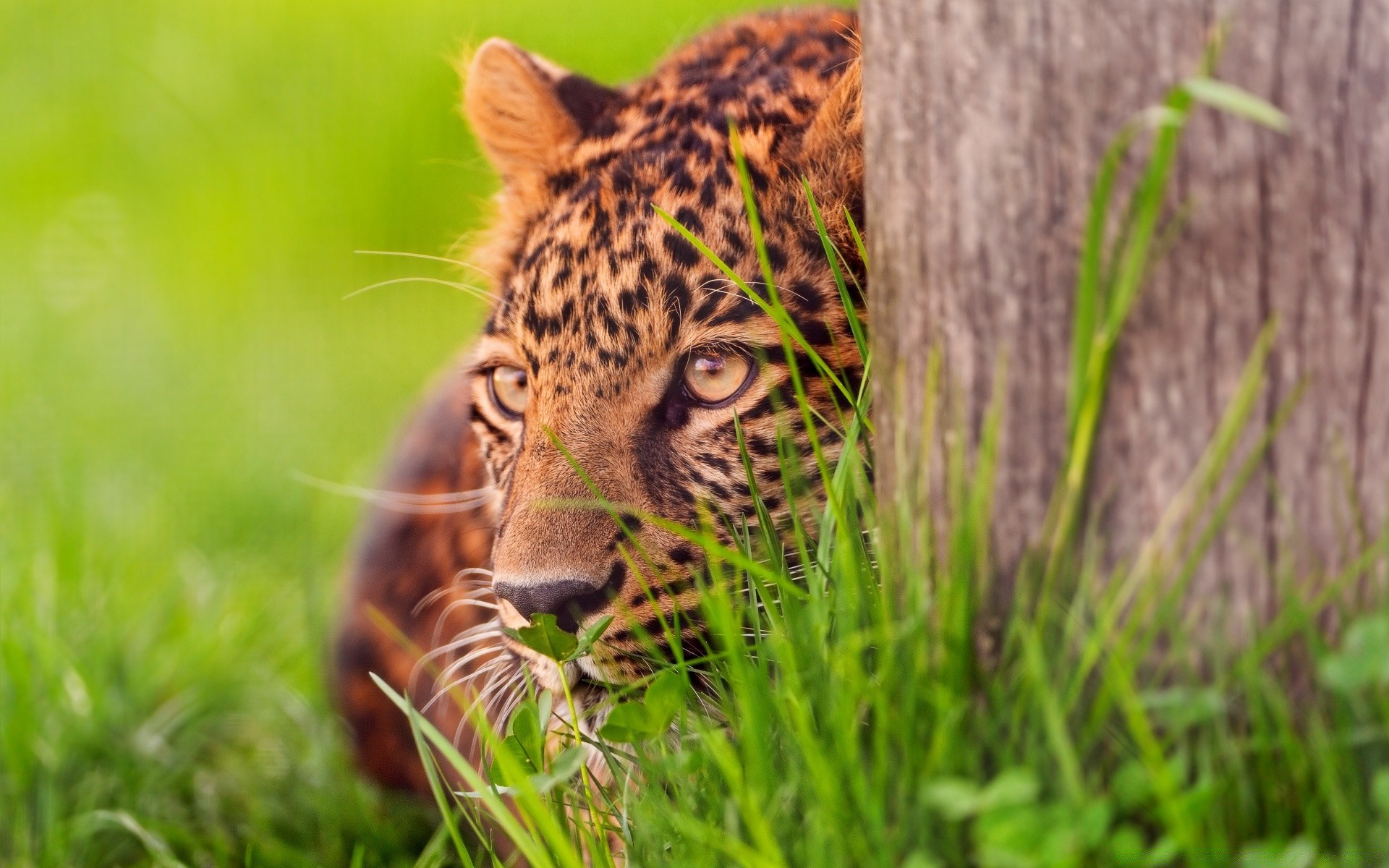 tiere natur tierwelt gras katze tier wild im freien säugetier raubtier jagd