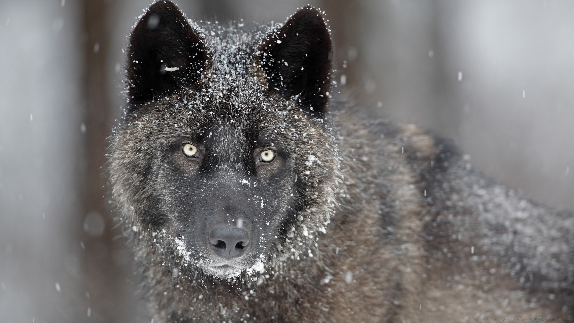 animais neve inverno vida selvagem natureza mamífero ao ar livre gelado lobo madeira cinegrafista selvagem frio predador solteiro