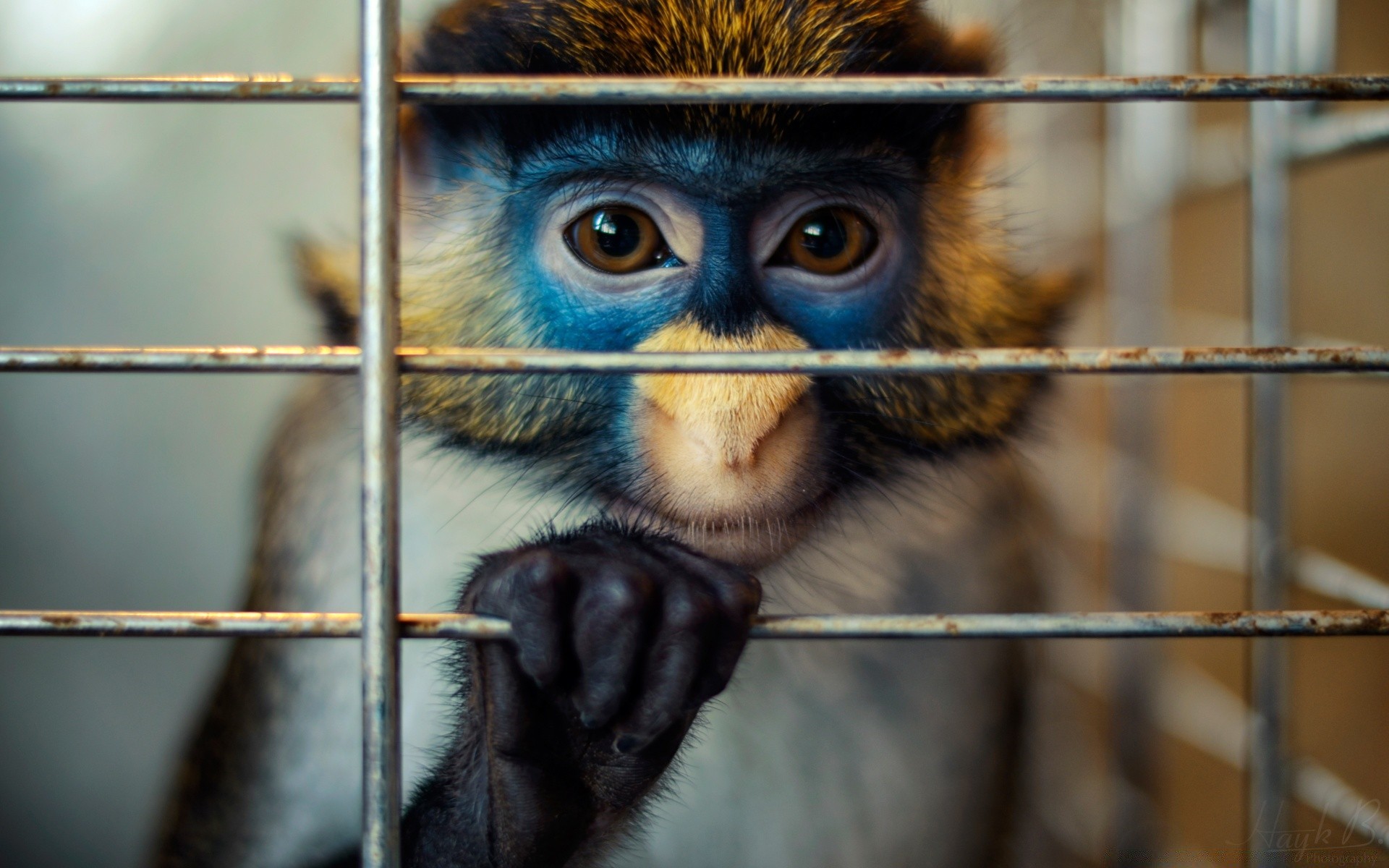 tiere säugetier affe tierwelt porträt tier vorsteher käfig niedlich natur zoo lustig wild auge ansicht gesicht eine