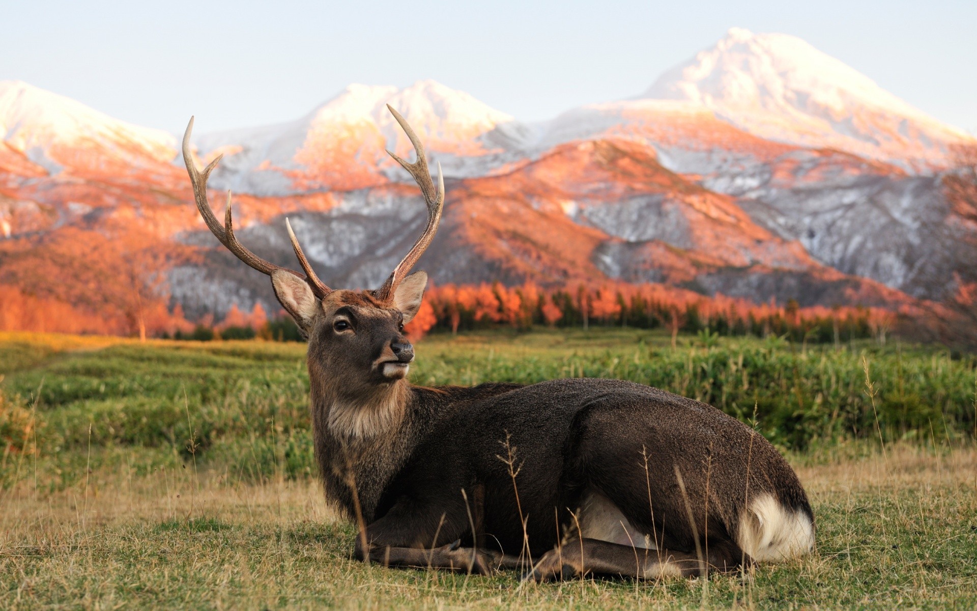 animaux nature herbe mammifère foin champ paysage bois elk à l extérieur montagnes automne animal