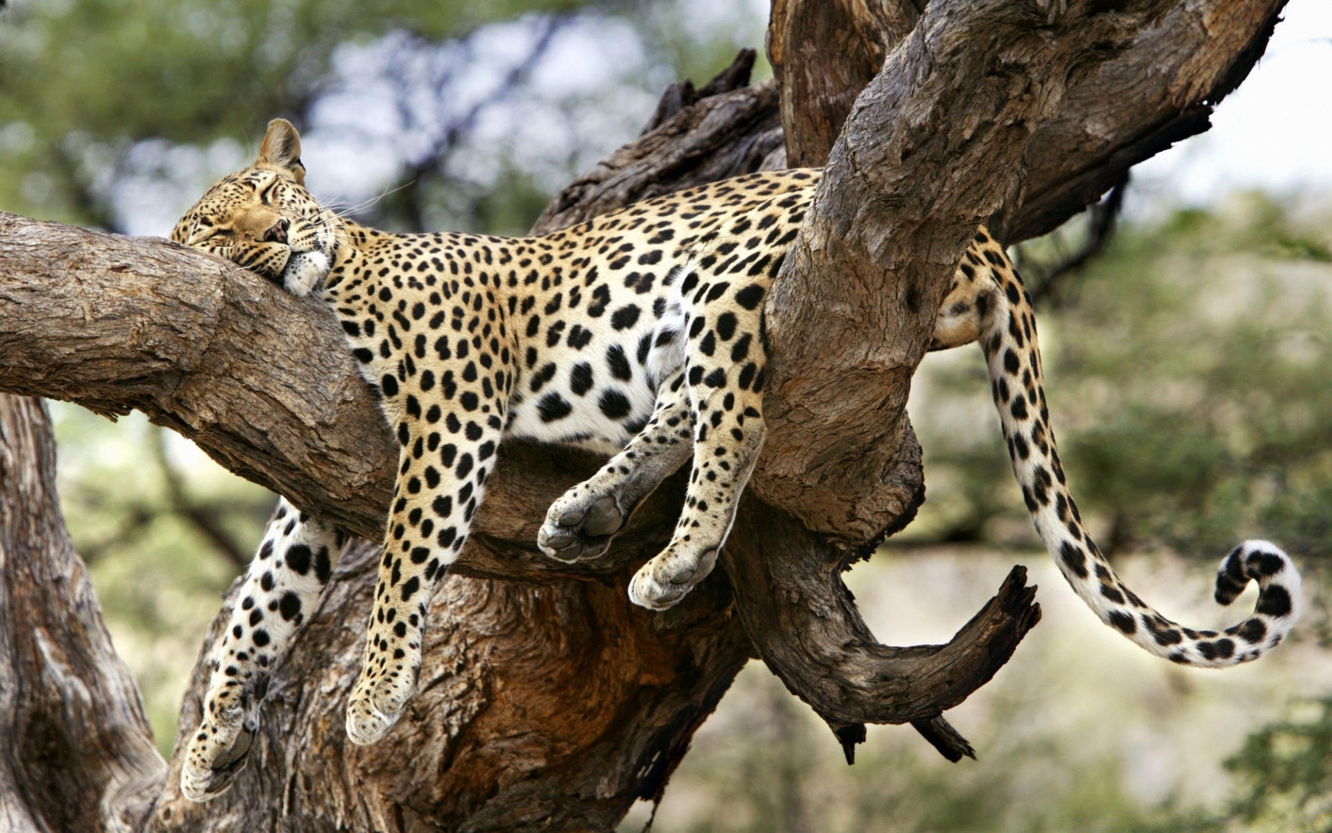 animais vida selvagem mamífero natureza selvagem safari animal árvore ao ar livre gato jardim zoológico predador