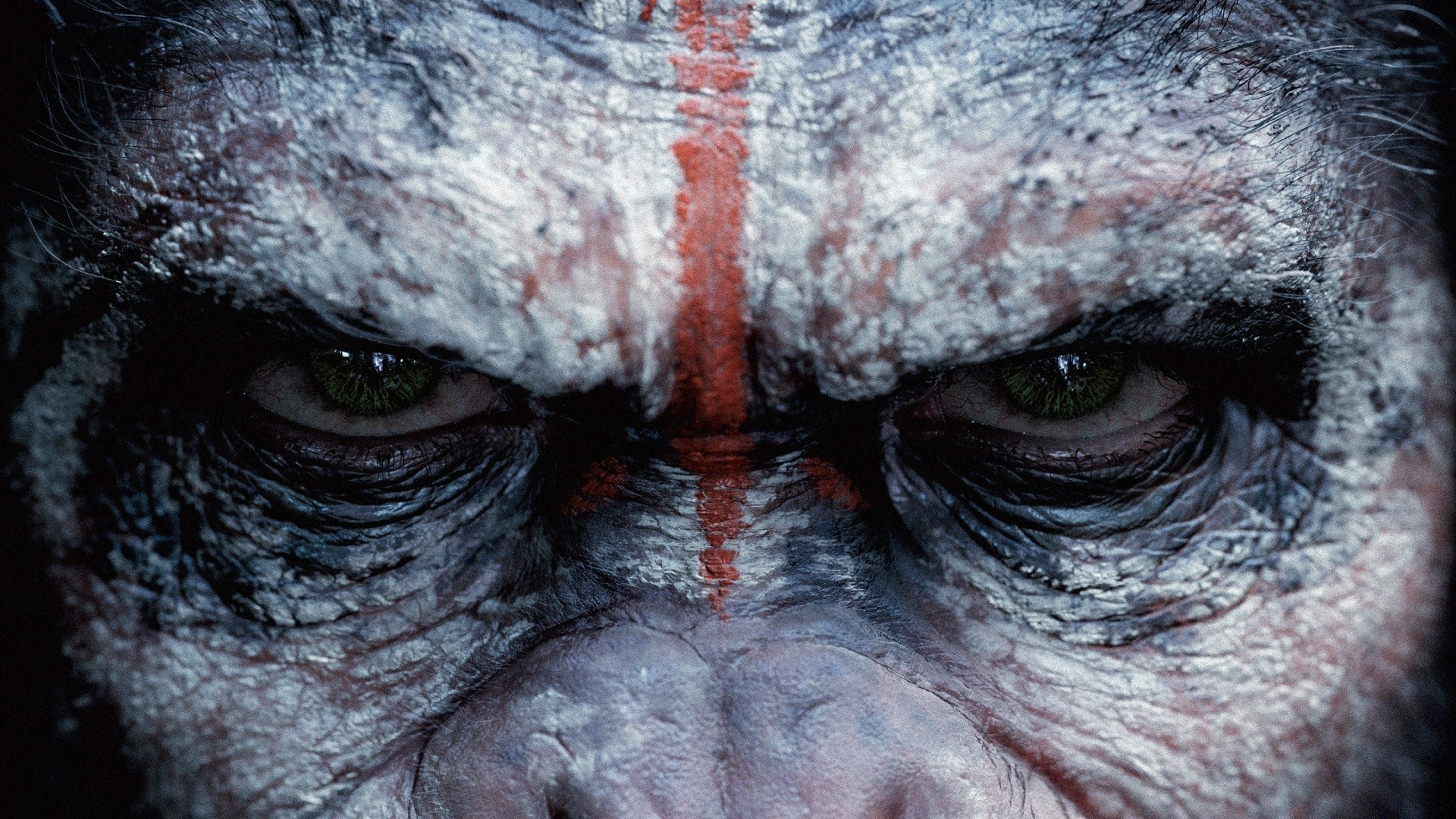 animals face portrait human man head close-up desktop one