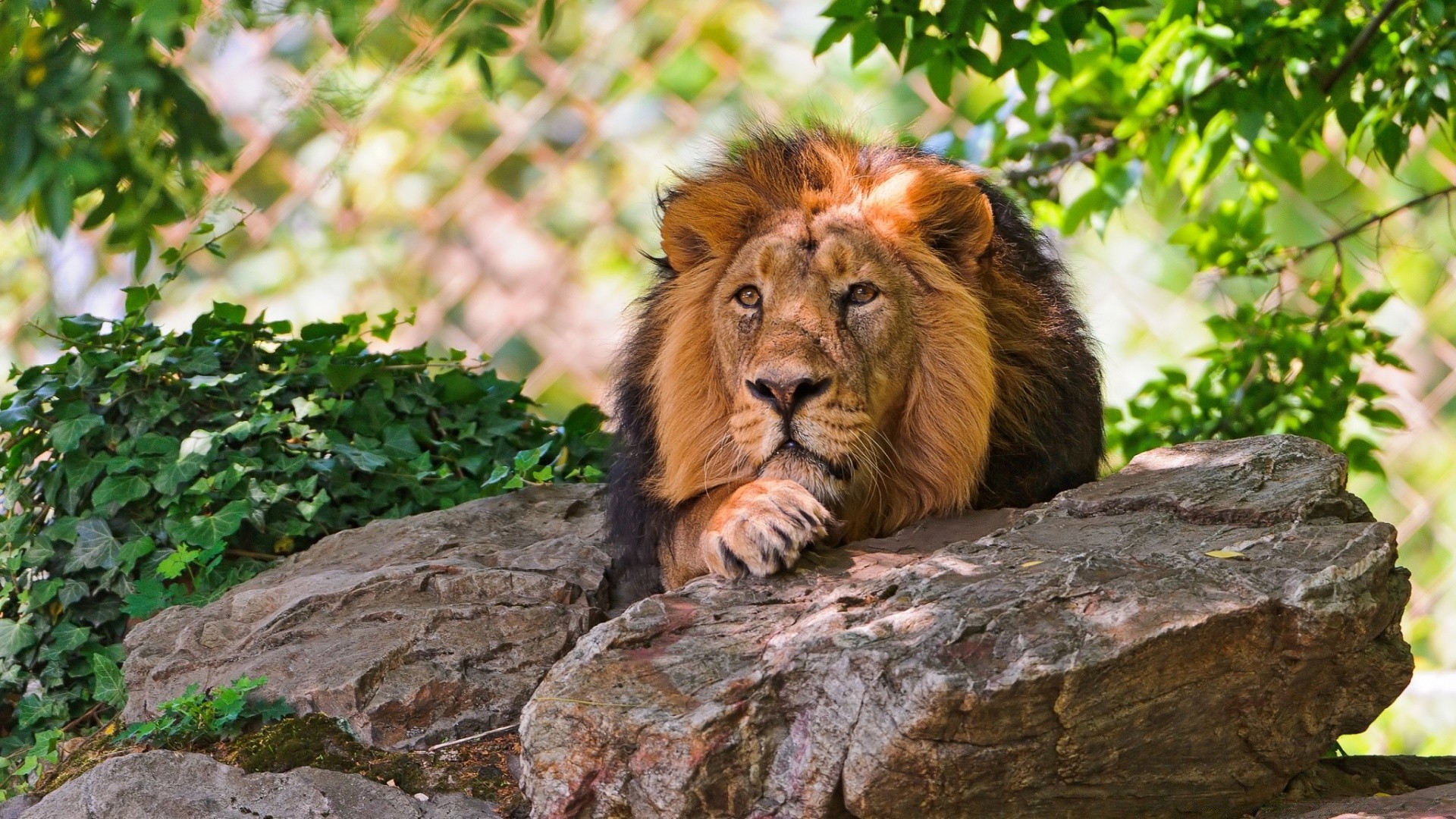 zwierzęta przyroda natura kot ssak zoo dziki na zewnątrz drapieżnik