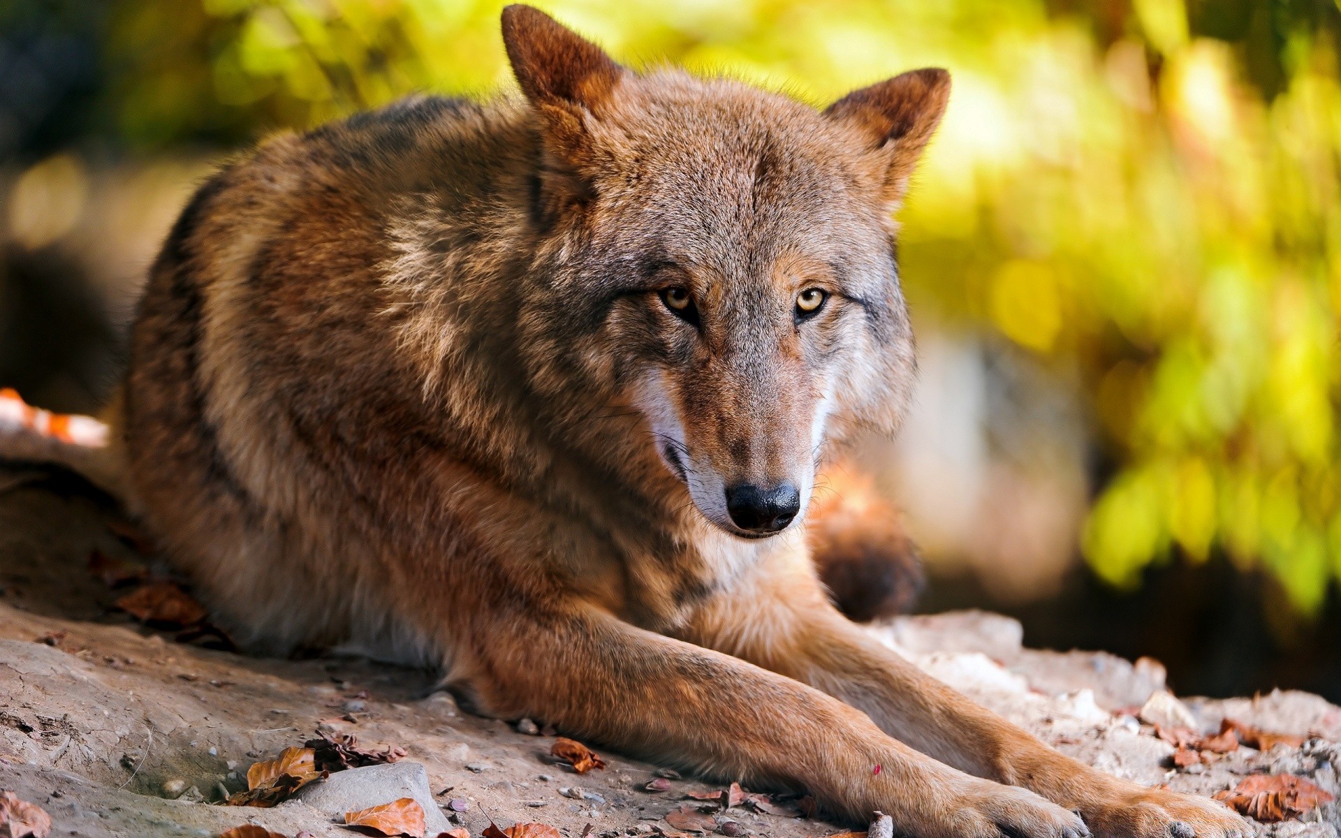 zwierzęta dzika przyroda natura ssak dziki drapieżnik na zewnątrz drewno zoo futro zwierzę mięsożerca