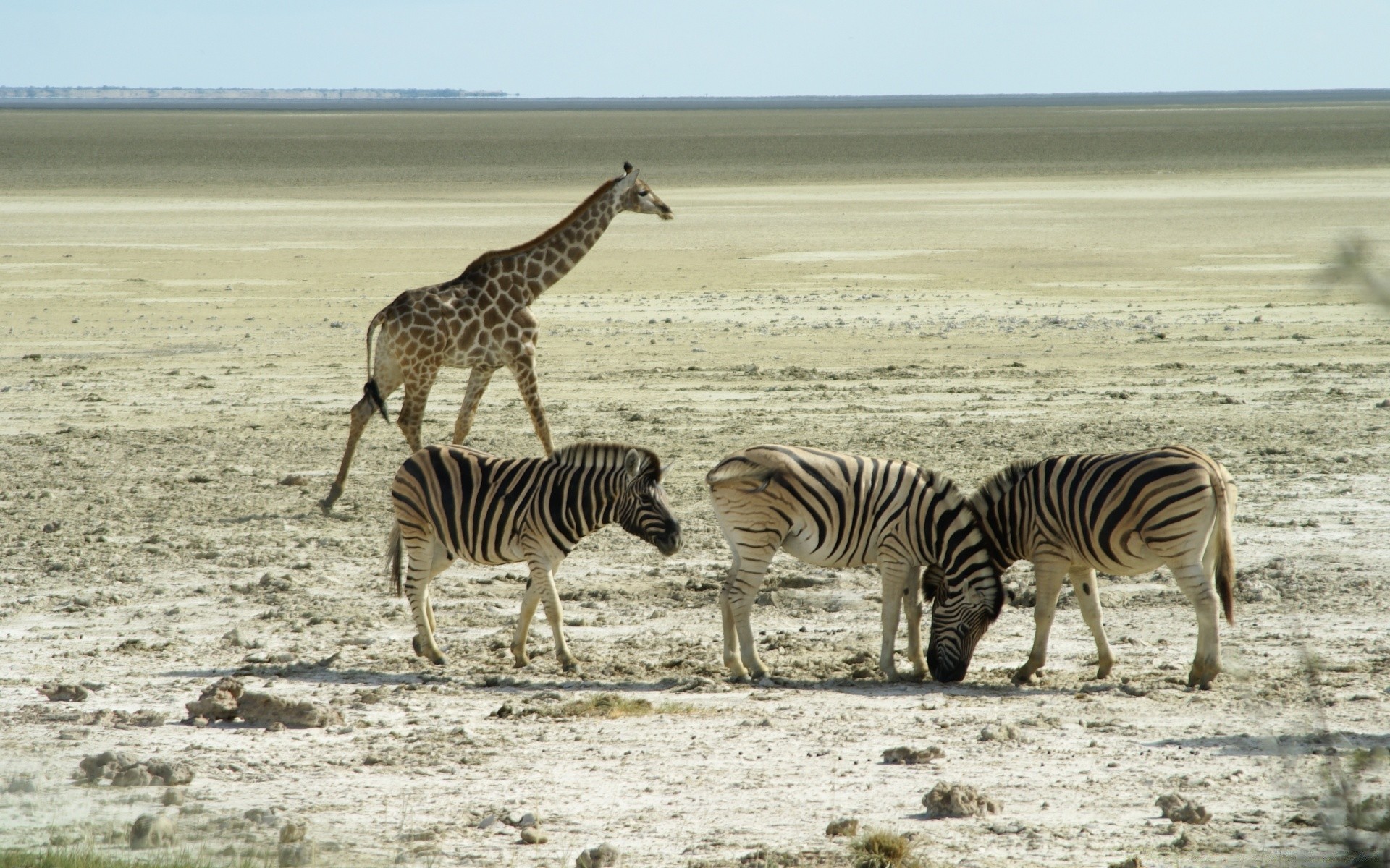 animals safari zebra wildlife savanna mammal reserve animal nature wild herbivore equine park neck grassland grass serengeti desert field bush