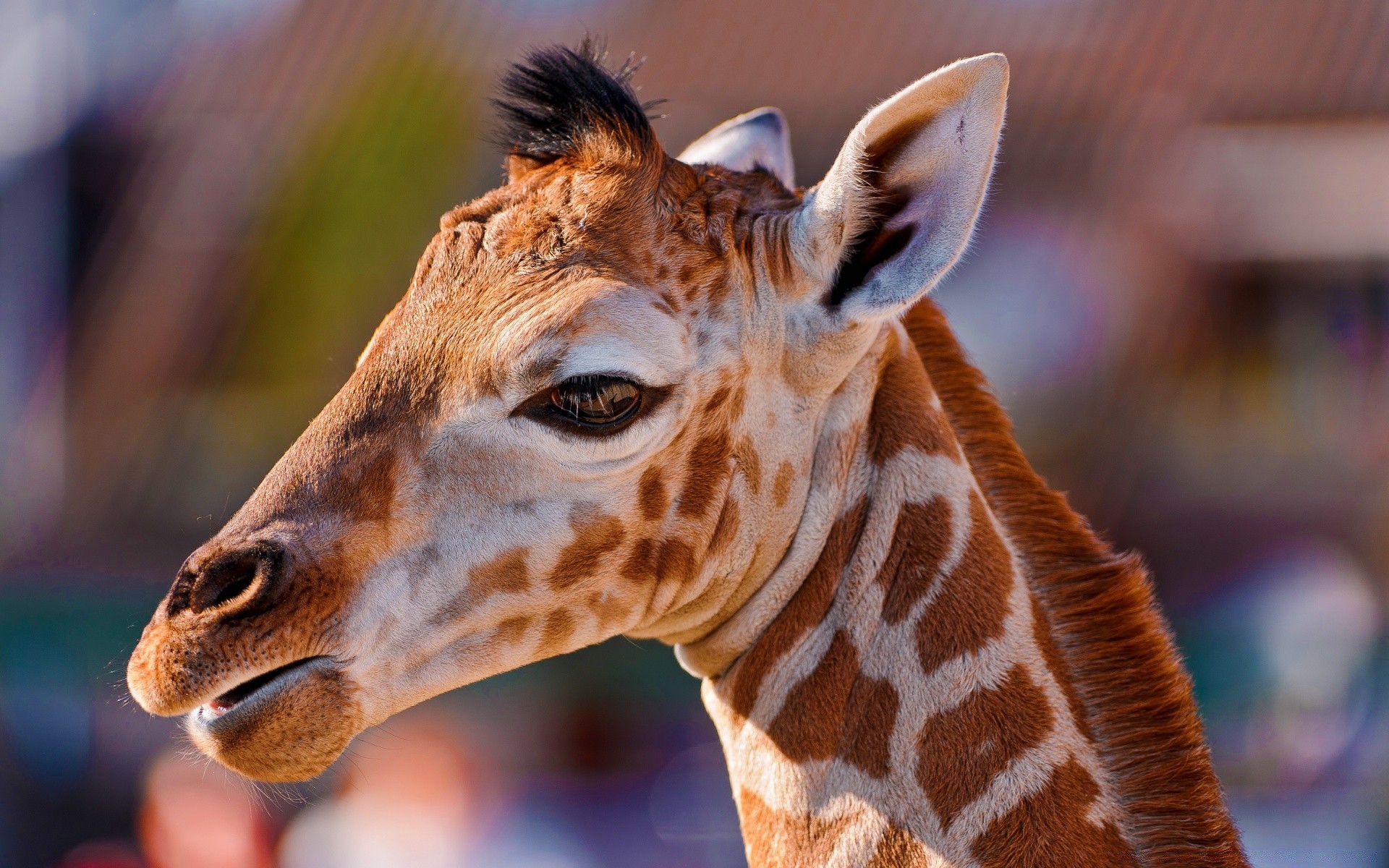 tiere säugetier tierwelt tier giraffe porträt wild natur niedlich zoo kopf hals ansicht ein lustig haare