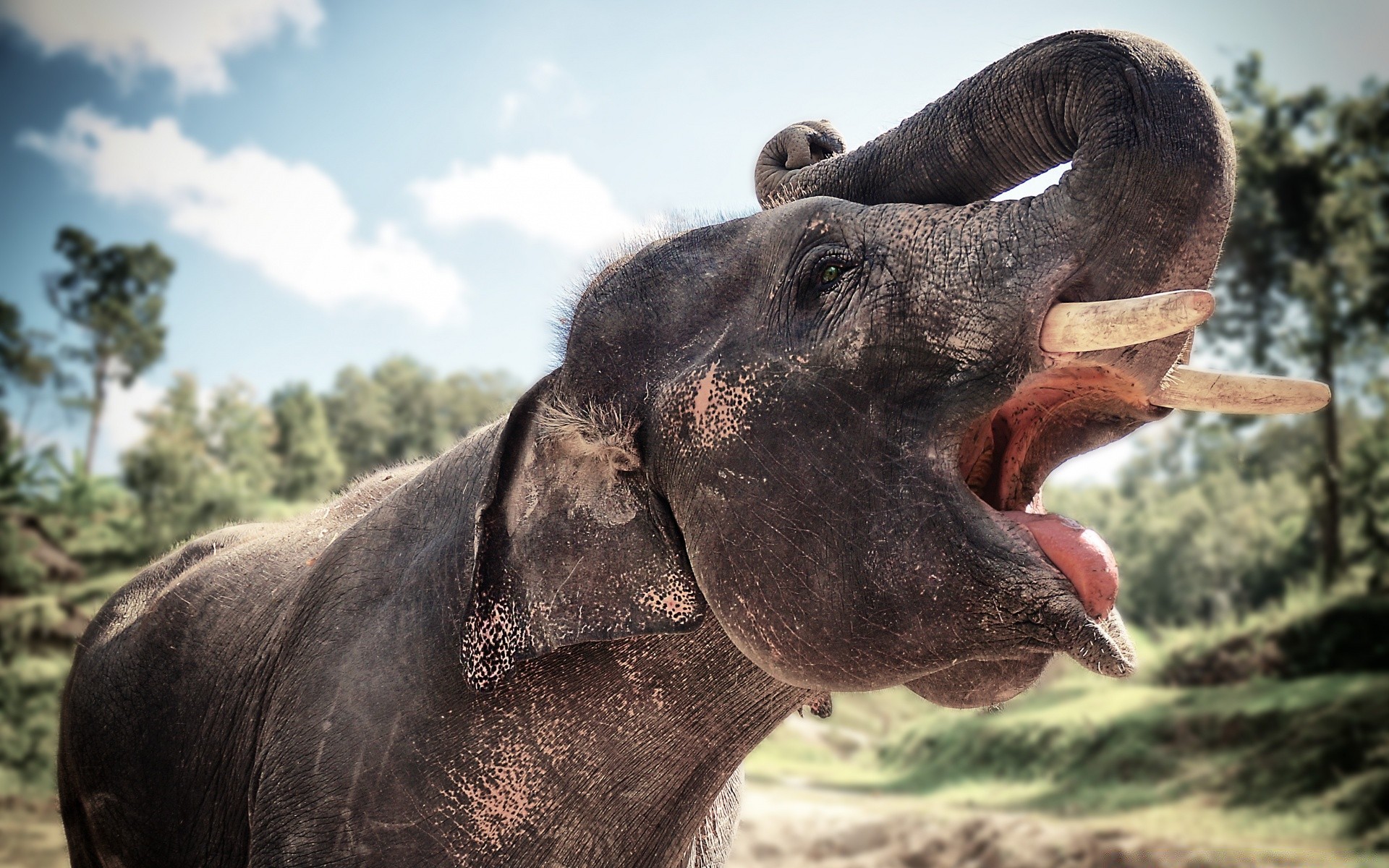 tiere säugetier natur tier tierwelt wild porträt elefant im freien zoo ein kopf safari park gras