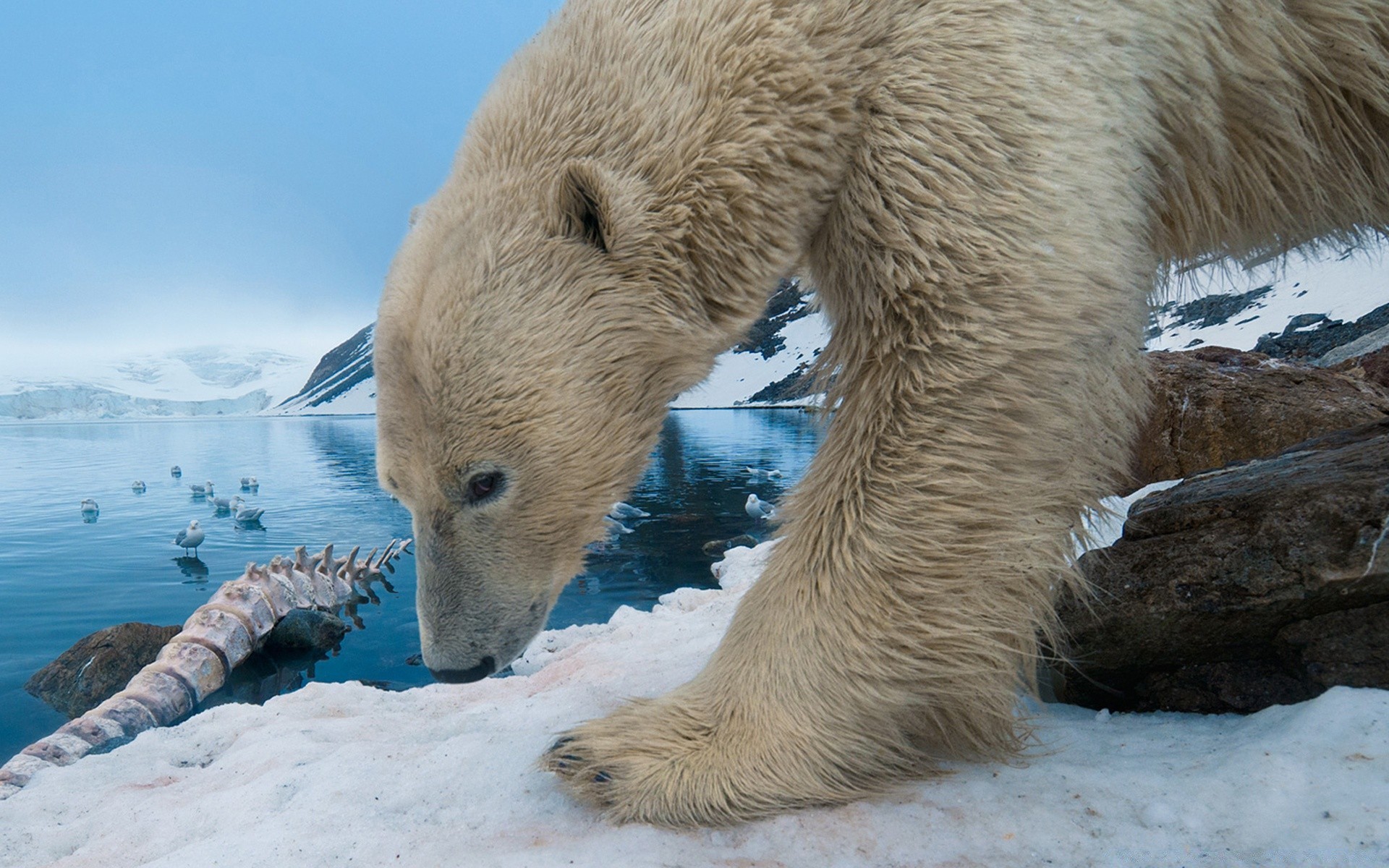 animals frosty snow winter nature cold mammal wildlife ice water outdoors polar