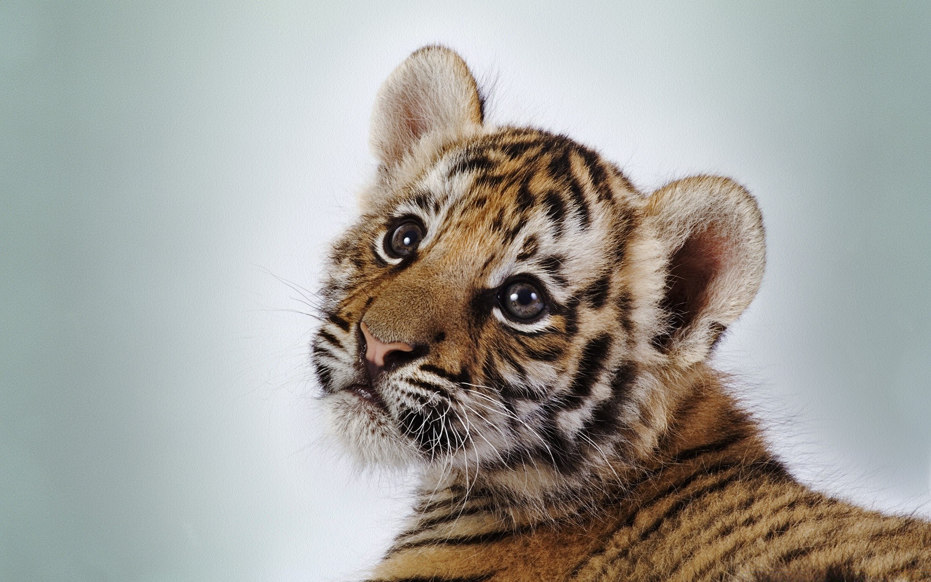 animals cat animal mammal wildlife fur predator tiger portrait cute stripe eye carnivore zoo hunter baby staring