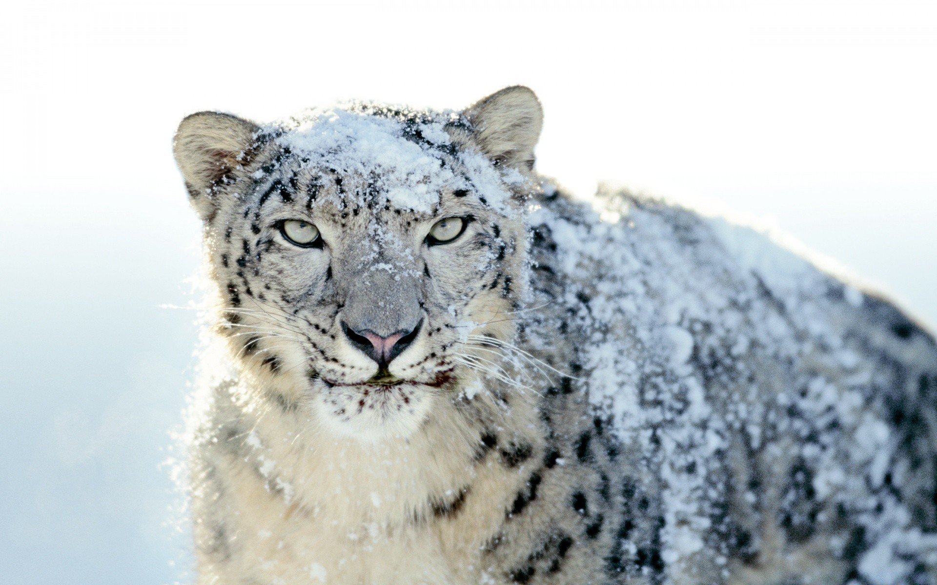 animais vida selvagem animal mamífero natureza selvagem grande predador carnívoro neve