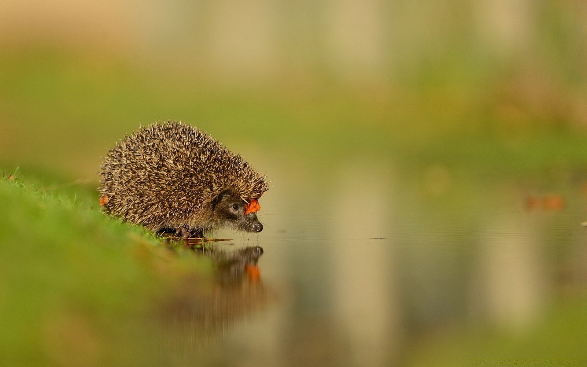 tiere tierwelt natur unschärfe im freien gras wenig wild tier insekt