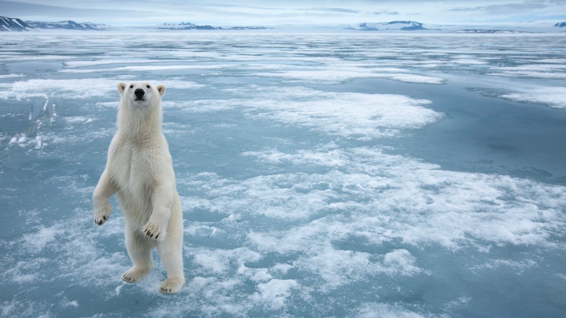 animals snow winter frosty ice water outdoors cold nature polar sea ocean frozen landscape