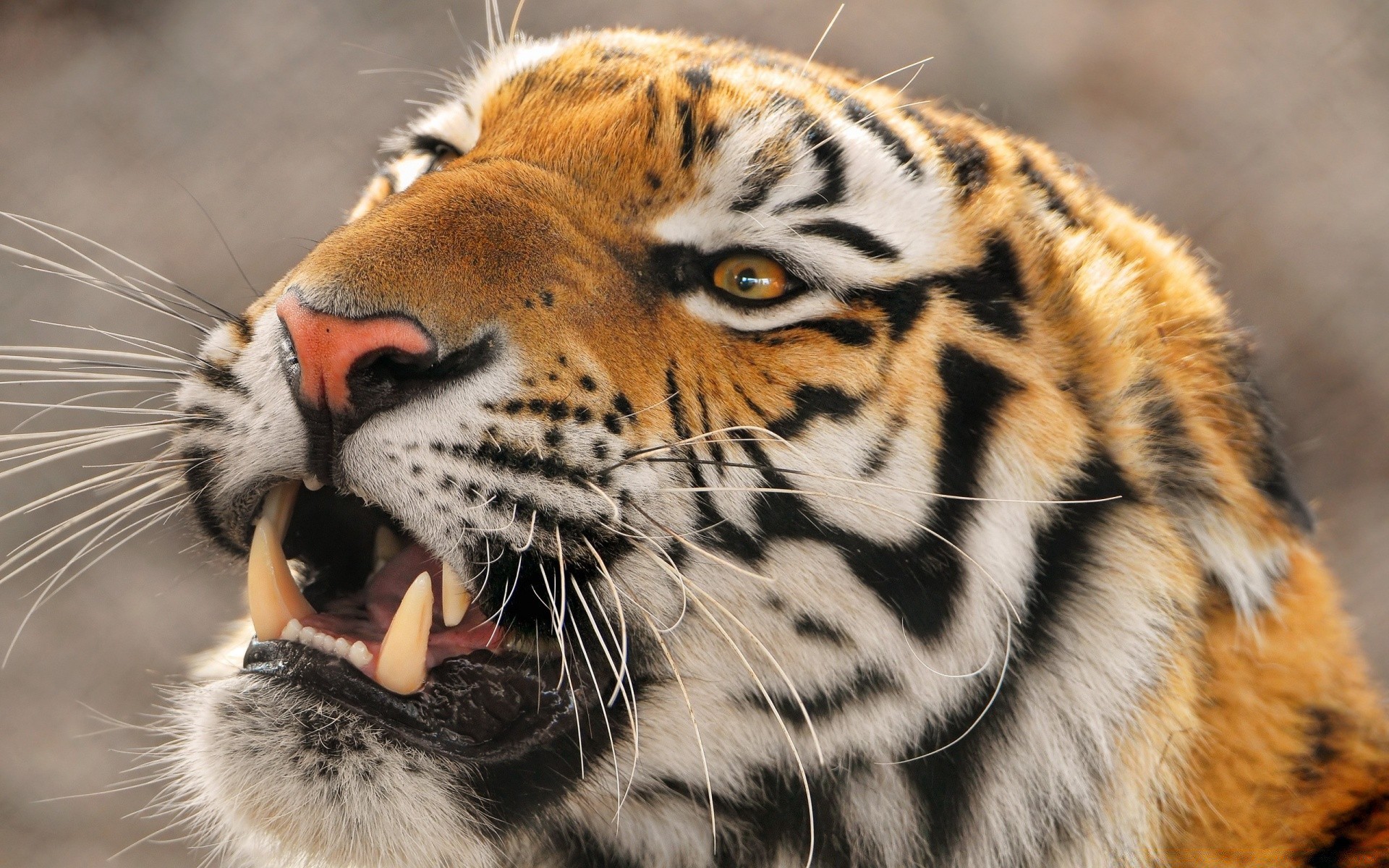 animais gato tigre vida selvagem animal predador jardim zoológico mamífero safari caçador comedor de carne selva selvagem pele retrato agressão caça tira grande zangado natureza