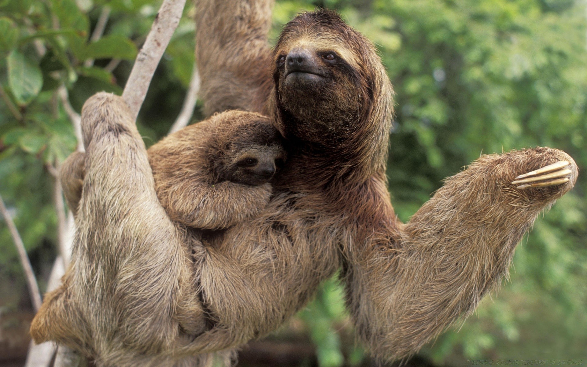 animals nature wildlife mammal outdoors animal zoo wild cute fur