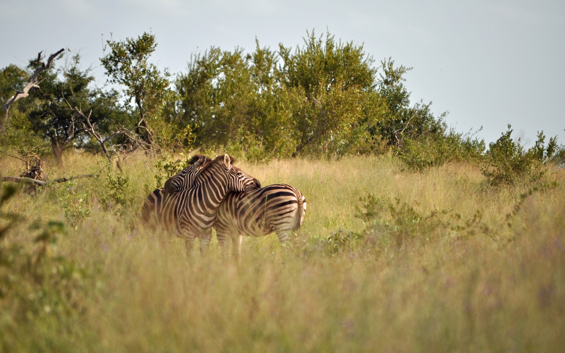 hayvanlar zebra memeli yaban hayatı savan mera safari çimen açık havada doğa gün ışığı manzara bush serengeti mara oyunlar seyahat rezerv alan masai