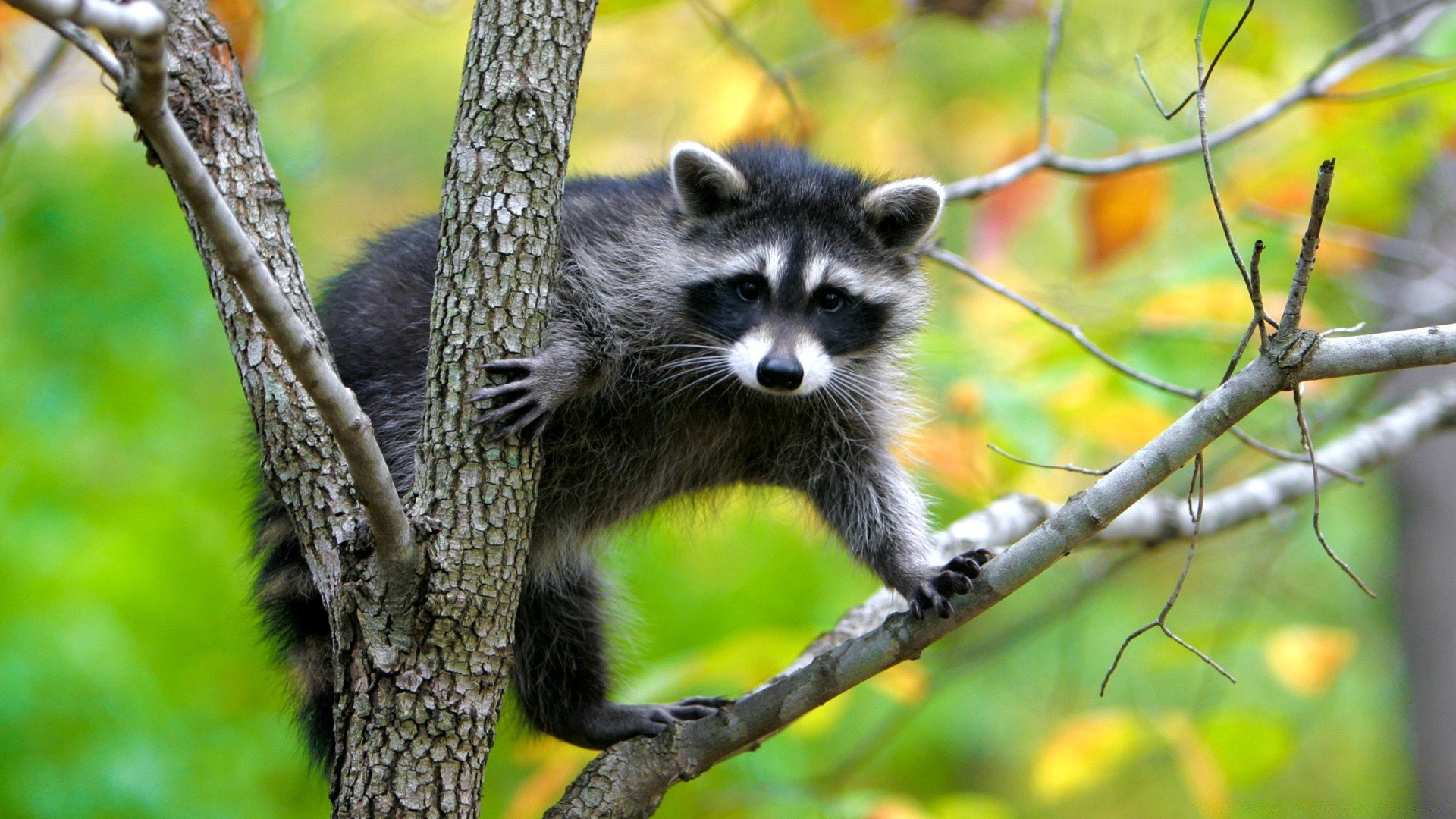 animais natureza vida selvagem árvore mamífero animal madeira ao ar livre selvagem